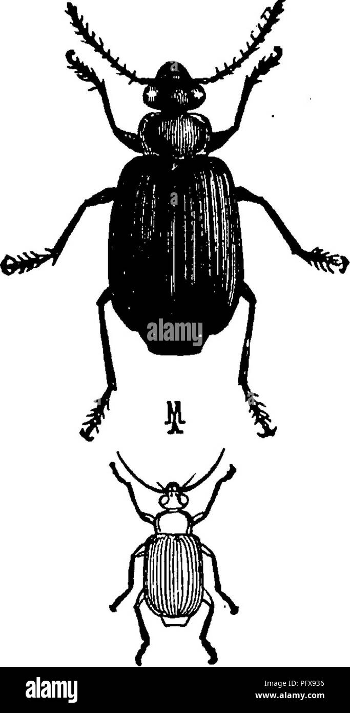 . Un manuale per lo studio degli insetti. Gli insetti. COLEOPTERA. 521. (Le^bi-un gran'dè) (Fig. 626). È stato segnalato più spesso rispetto a qualsiasi altro insetto come distruggere il Colorado potato beetle-. Galerita Janus (Gal-e-ri'ta ja'nus) è ancora un'altra specie che presenta una certa somiglianza con la bom- bardier-coleotteri. Ma è molto più grande, la misura di due terzi di un pollice in lunghezza e ha solo la prothorax e gambe rosso- piatto giallo, la testa essendo nero; il prothorax è solo circa la metà larga come l'ala-copre. Quello che è forse il più comune tipo di suolo-beetle è illustrato da Harpalus caligino Foto Stock