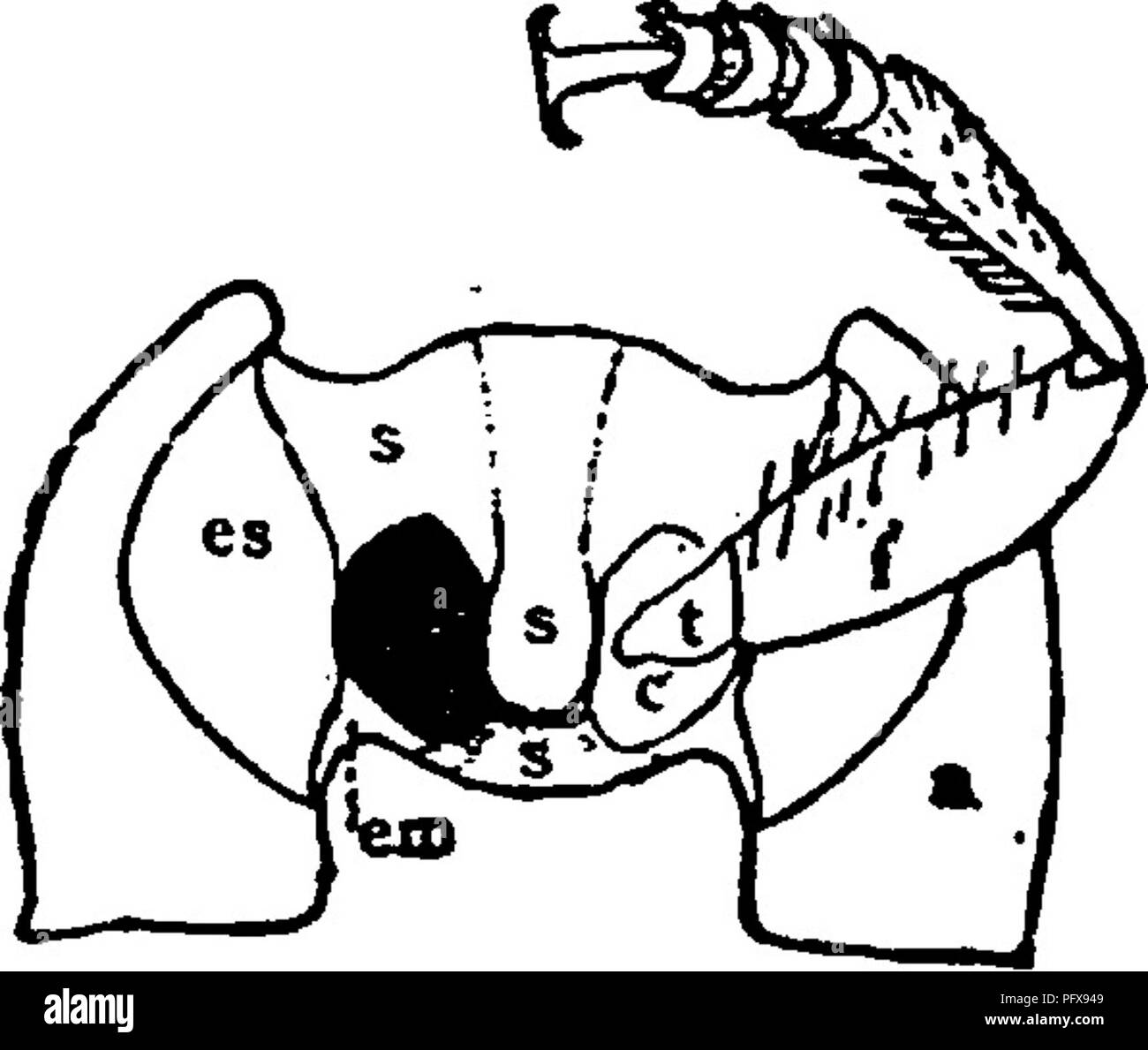 . Un manuale per lo studio degli insetti. Gli insetti. 504 LO STUDIO DI INSETTI, zioni da un filo di sutura che si estende trasversalmente a breve distanza di fronte al margine caudale ; il più piccolo sclerite che confina il coxse posteriore nella parte anteriore e spesso passa tra di essi è chiamato il ante-coxal pezzo di metasterum (Fig. 6ii, i6 /^). Aperture del torace segmenti in cui le gambe sono in- el sono denominate th^coxal cavità. Molto è fatto uso nelle classi- fica di coleotteri della forma delle cavità coxal del prothorax. Quando il epimera del prothorax si estendono dietro il coxse e raggiungere Foto Stock