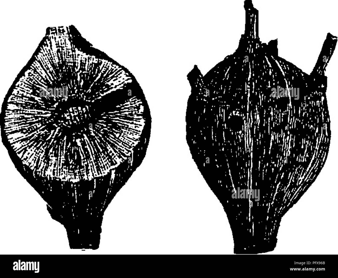 . Un manuale per lo studio degli insetti. Gli insetti. 486 LO STUDIO DEGLI INSETTI. tinct. Le due seguenti sono ben noti membri della Trypetinae. Apple-verme, Trypeta pomonella (Try-pe'ta pom-o- nel'la.)-questo verme mangia nella polpa di mele, noioso gallerie in tutte le direzioni attraverso la frutta; attacchi it espe- cially il maturando varietà presto. Quando full cresciuto che va nella terra di trasformare. L'adulto è di un bianco e nero volare con ali a bande (Fig. 592). Il Round oro Gall.-Uno dei più familiari di crescite anomale sulle piante è una sfera-come ampliamento dello stelo della goldenr Foto Stock