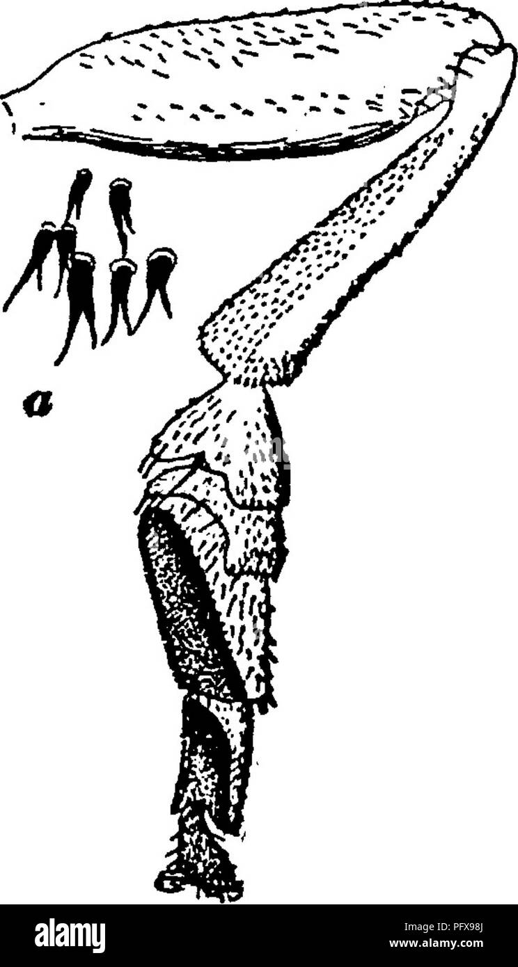 . Un manuale per lo studio degli insetti. Gli insetti. 474 LO STUDIO DEGLI INSETTI, Famiglia PLATYPEZlDiE (Plat-y-pez'i-dae). Il flat-footed mosche. Queste Mosche assomigliare alla casa-volare un po' in appaiono- mente ma sono molto più piccoli. Si librano in aria in luoghi ombrosi e scendete frequentemente su foglie di piante basse, dove gestiscono circa in ambienti con grande rapidità. La testa è semisferica o sferica, e quanto più ampia o più ampia del torace. Le antenne sono tre-articolata con un terminale setola. Le gambe sono brevi e stout, e del tarso di ostacolare la coppia sono spesso molto vasto e piatto ( Foto Stock