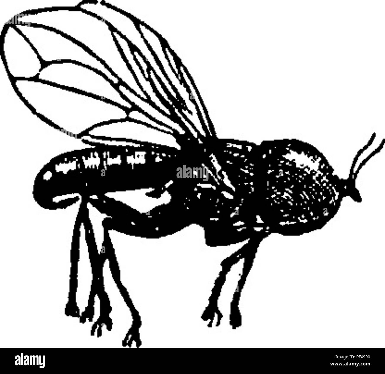 Il professor Williston descrive quasi 300 specie di insetti dell'ordine dei Dipteri, in particolare la famiglia dei Pipunculidae, nota come mosche dagli occhi grandi, con caratteristiche notevoli come grandi teste sferiche composte per lo più da occhi. Foto Stock
