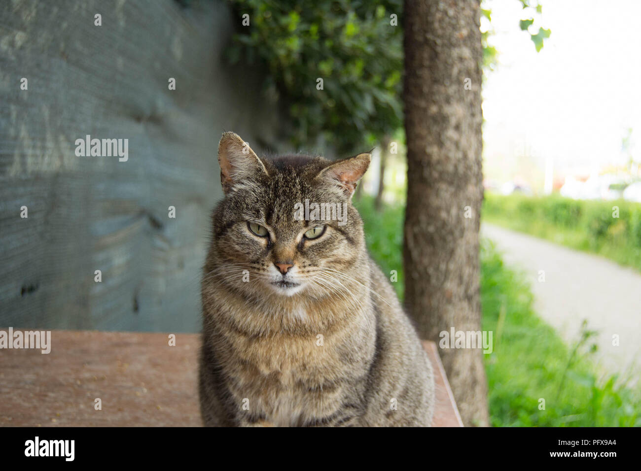 Dolce gatto solitario di Colonia Felina , trasmette tristezza e solitudine nonostante la bellezza delle sue spezie Foto Stock