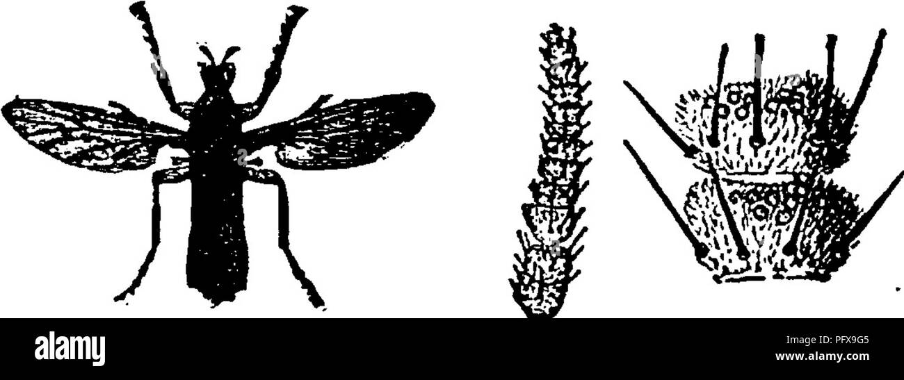 . Un manuale per lo studio degli insetti. Gli insetti. 450 LO STUDIO DEGLI INSETTI.. filiformi antenne (Fig. 529). L'addome è però molto più lunga che larga. Le antenne (Fig. 530) sono più corti di torace e composta di breve e ampia, e strettamente-premuti insieme i segmenti. Sebbene l'an- tennae sono pelose non sono arredate con vortici di peli lunghi nei maschi, come è il caso nella maggior parte delle precedenti famiglie. Questi insetti assomigliano al fungo-zanzare in avente ocelli; ma essi differiscono da loro la brevità delle antenne e al fatto che il coxai non sono molto allungata. In Foto Stock