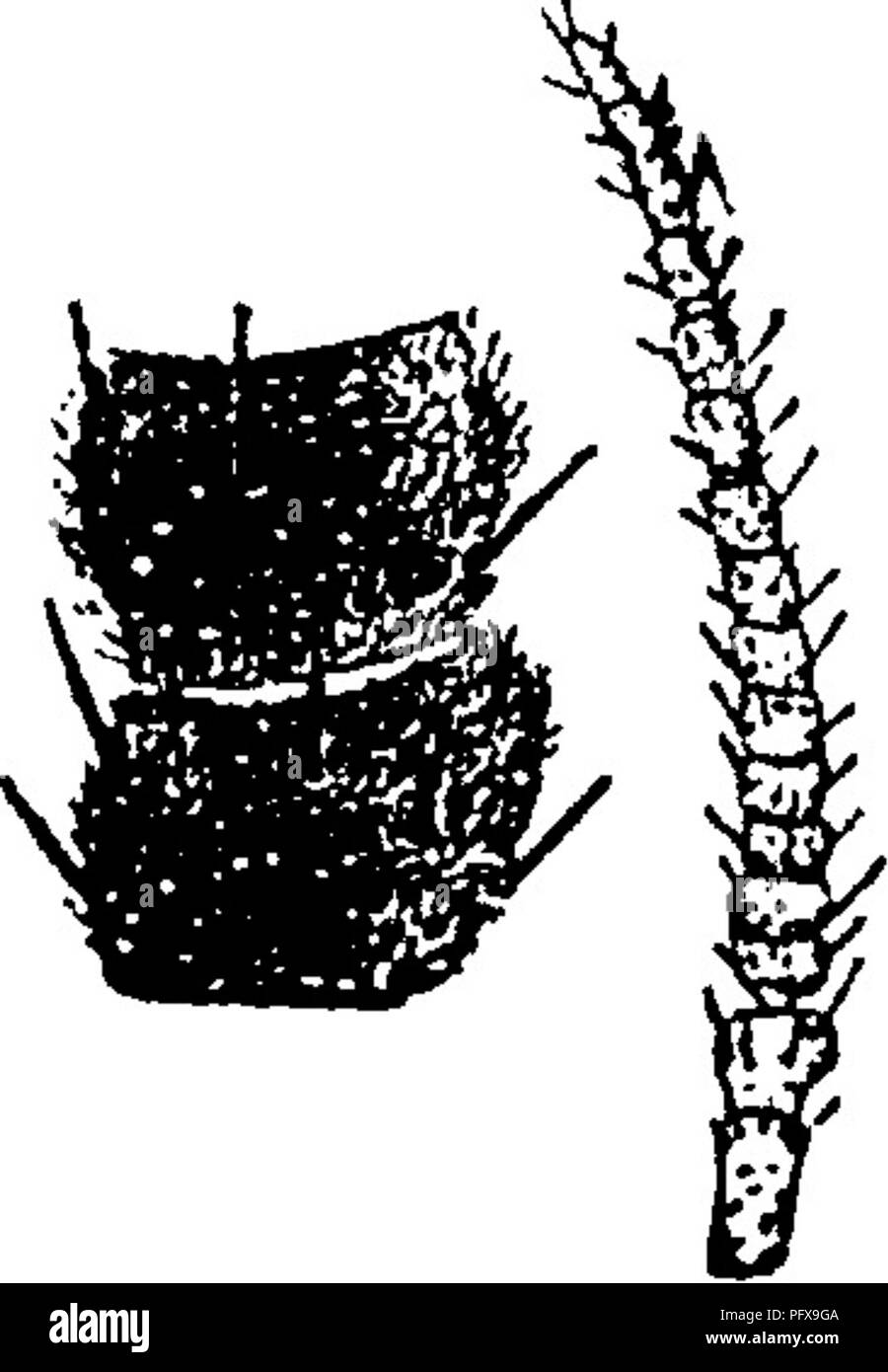 . Un manuale per lo studio degli insetti. Gli insetti. Iii4f5 Fig. 527.-Ala di Rhyphus. tre rami di vena V che viene conservato e la cella V^ essendo divisa da una croce-vena (Fig. 527). Essi mancano, tuttavia, parte a forma di V della sutura sul torace che è caratteristica della gru-vola; e differiscono anche nella avente ocelli, e nella struttura delle antenne (Fig. 528). Le ali sono più ampi di quanto è usuale con gru-vola e i rami di Fig. 528. vena III separare più vicina alla base dell'anta che in quella famiglia. Gli adulti sono zanzara-come insetti con ali maculato, che spesso entrare nelle case dove sono Foto Stock