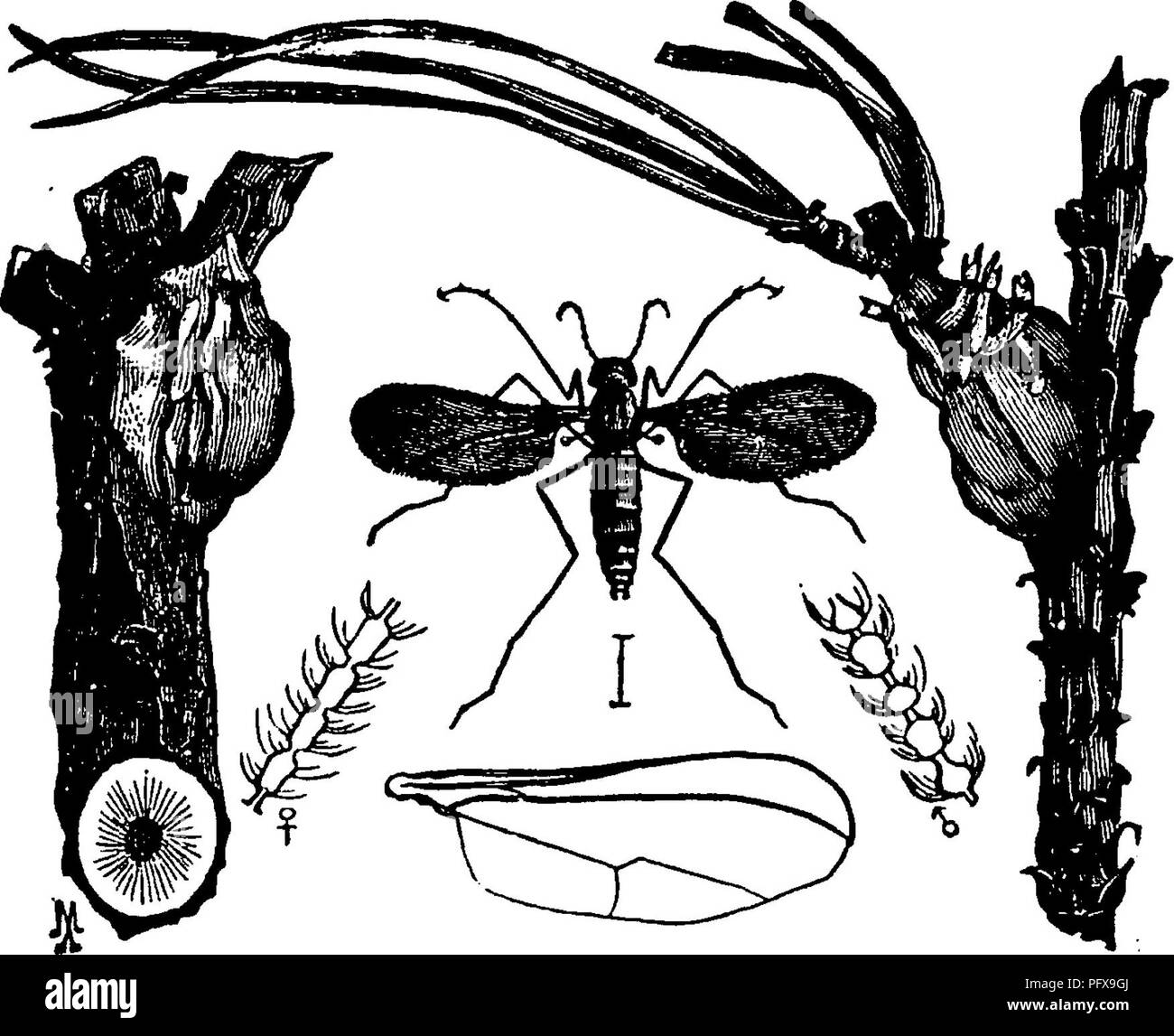 . Un manuale per lo studio degli insetti. Gli insetti. DIFTERA, 447 infestano il giovane frumento-piante vicino alla superficie del terreno. Quando full-cresciute ogni modifiche a un pupa entro un marrone puparium, che assomiglia a un lino-seme. Qui essi rimangono tutto l'inverno. In primavera le zanzare adulte emergere e depongono le loro uova in guaine di foglie alcuni dis- tanza al di sopra del suolo. Le piante infestate vengono così debole- ulteriormente rafforzata dalla larva che essi producono ma poco se qualsiasi seme. Il grano-midge, Diplosis iritici (Di-OLP'sè trit'i-ci).- Questo moscerino è anche un fatto molto grave nemico del grano. Deposita le sue uova nel op Foto Stock