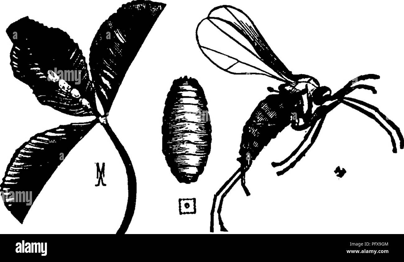 . Un manuale per lo studio degli insetti. Gli insetti. 440 LO STUDIO DEGLI INSETTI, emerge subito dopo, e depone le uova in neo- iniziato le gemme del salice. Vi è una valutazione gall-gnat Cecidomyia albovittaia (C. al- bo-vit-ta'ta), che le razze in gran numero tra le foglie che compongono il Pigna Willow-gall. Le larve di questo moscerino non sembrano in alcun modo interferire con lo sviluppo del loro esercito, essendo il cibo abbondante nel fiele sia per il proprietario del gallo e per i suoi numerosi ospiti. Il Trifoglio-leaf Midge, Cecidomyia trifolii{C, tri-fo'li-i),- i volantini di trifoglio bianco Foto Stock