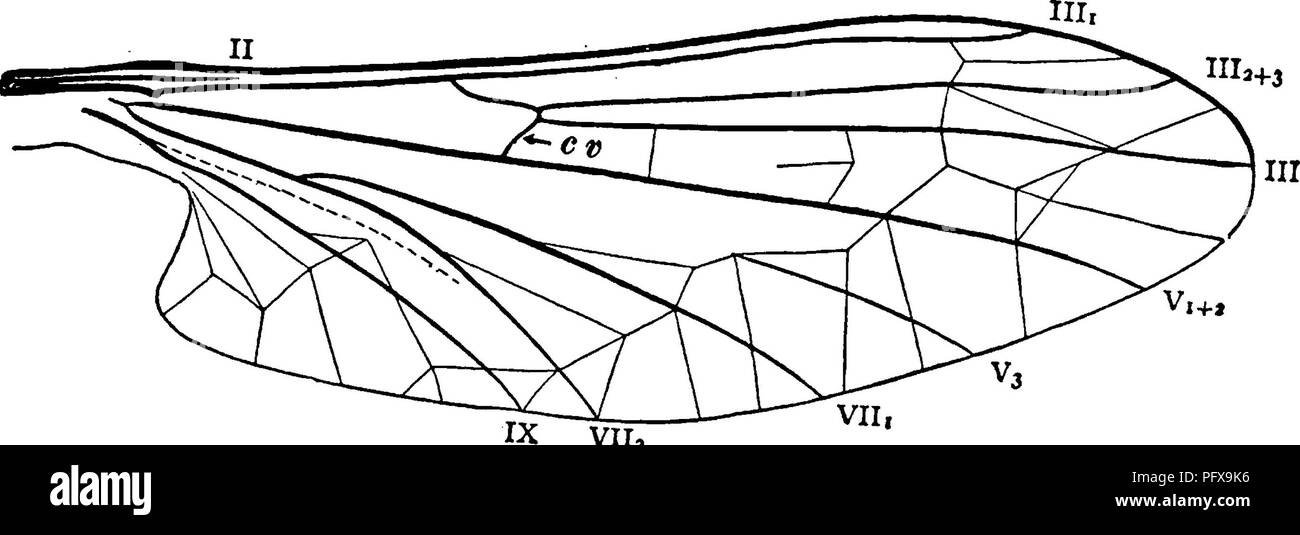 . Un manuale per lo studio degli insetti. Gli insetti. Ditteri. 433 è attraversata dalle linee sottili a treccia è un po' come un ventilatore e ripiegati sull'altra porzione. In questo modo l'ala che è completamente sviluppato prima l'adulto emerge, è impaccata entro l'ala-guaina della pupa, che è molto più corto e più stretto dell'ala. Quando il parafango è. 4+5 Vila Fig. 506.-Ala di Blepharocera. Infine dispiegata, non diventa perfettamente piana, ma leggera, alternando le elevazioni e depressioni rimangono, mostra- ing le posizioni degli ex pieghe, un record permanente della storia unica di wi Foto Stock