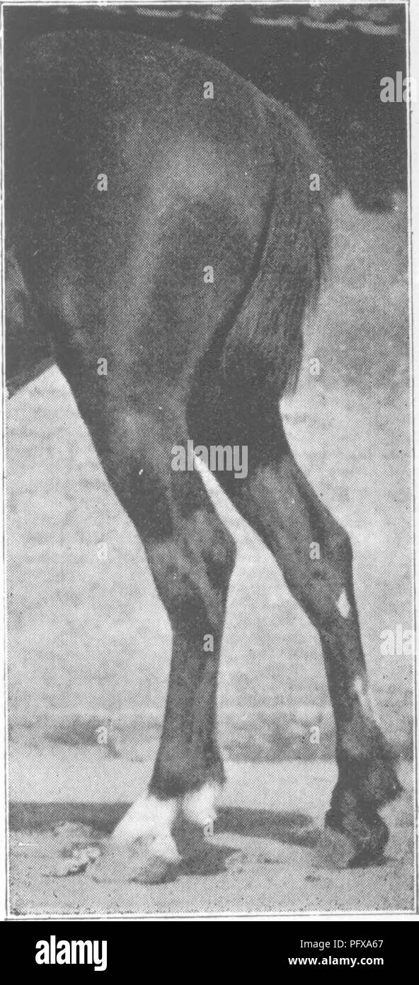. Punti del cavallo; un trattato sulla conformazione, movimenti, razze e di evoluzione del cavallo. I cavalli. M. H. H. Fig. 316.-garretti a falce. M, H.H. Fig. 317.-TiEU-iN sotto il garretto.. Si prega di notare che queste immagini vengono estratte dalla pagina sottoposta a scansione di immagini che possono essere state migliorate digitalmente per la leggibilità - Colorazione e aspetto di queste illustrazioni potrebbero non perfettamente assomigliano al lavoro originale. Hayes, M. Orazio (Matteo Orazio), 1842-1904. Londra, W. Thacker &AMP; co Foto Stock