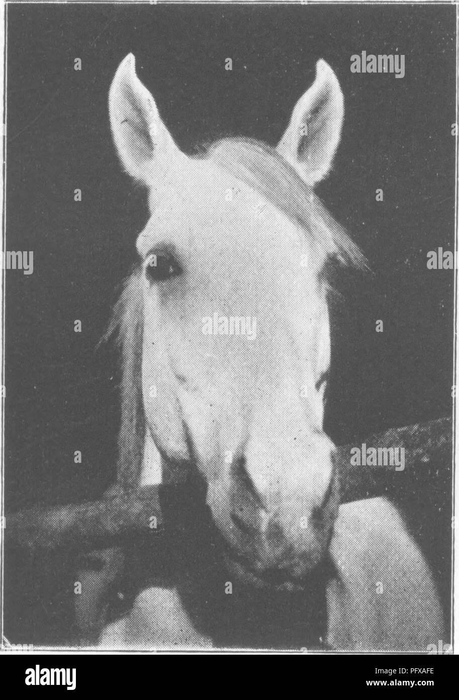 . Punti del cavallo; un trattato sulla conformazione, movimenti, razze e di evoluzione del cavallo. I cavalli. . Si prega di notare che queste immagini vengono estratte dalla pagina sottoposta a scansione di immagini che possono essere state migliorate digitalmente per la leggibilità - Colorazione e aspetto di queste illustrazioni potrebbero non perfettamente assomigliano al lavoro originale. Hayes, M. Orazio (Matteo Orazio), 1842-1904. Londra, W. Thacker &AMP; co Foto Stock