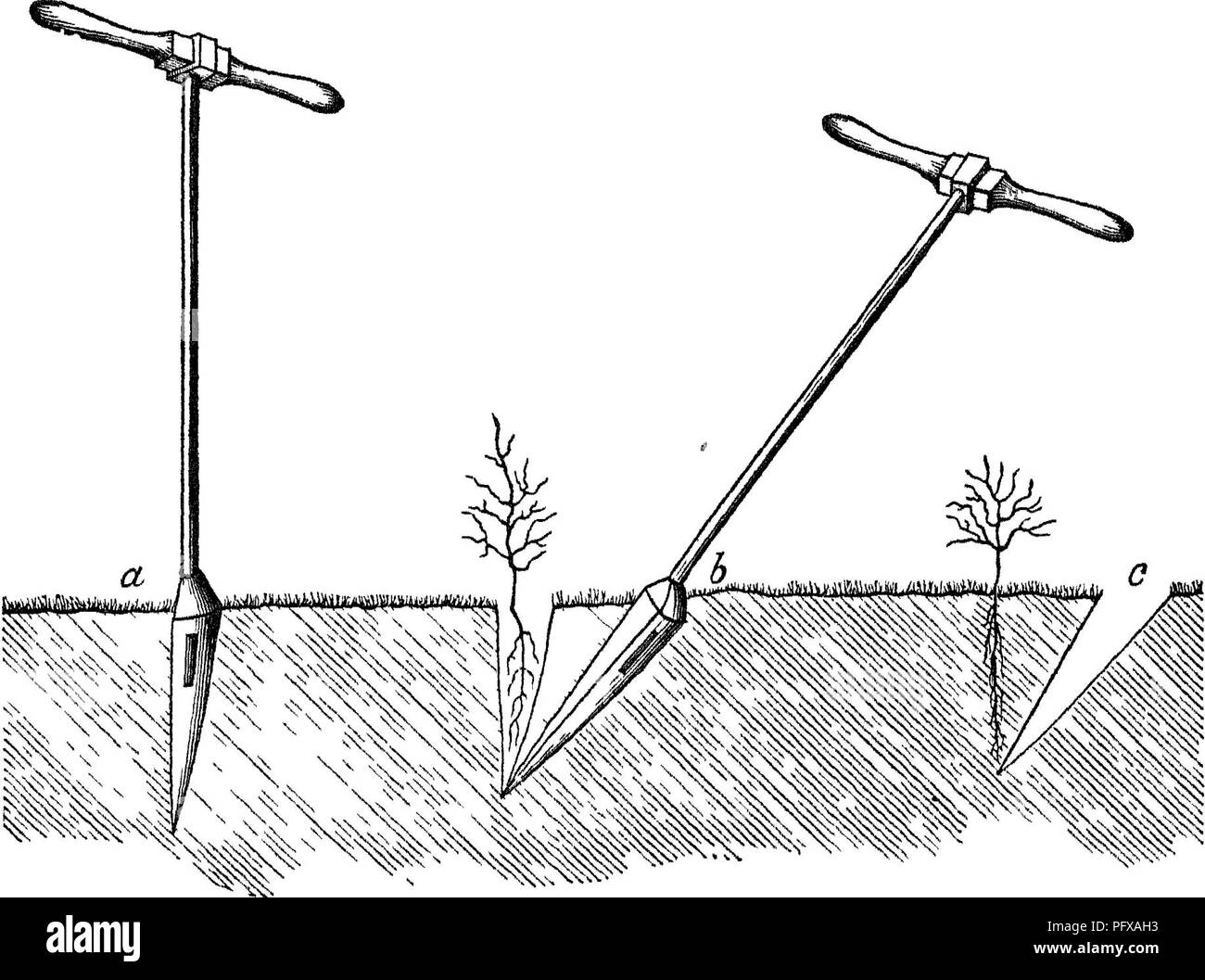 . Relazione sulle indagini forestali dell'U. S. Dipartimento di Agricoltura. 1877-1898. Le foreste e la silvicoltura. Il tedesco della gestione forestale-silvicoltura. 247 compresa in un unico nome, "foresta economie/' sono accessorie e può differire anche in linea di principio nei vari paesi e le condizioni, i metodi di produzione di raccolto o foresta cultura, essendo basata su leggi naturali delle interrelazioni delle piante al terreno e al clima, deve, almeno in linea di principio, essere uguali in tutto il mondo. Qui pure scienze forestali linds la sua applicazione e sviluppo. Questi principi sono state delucidate più fu Foto Stock