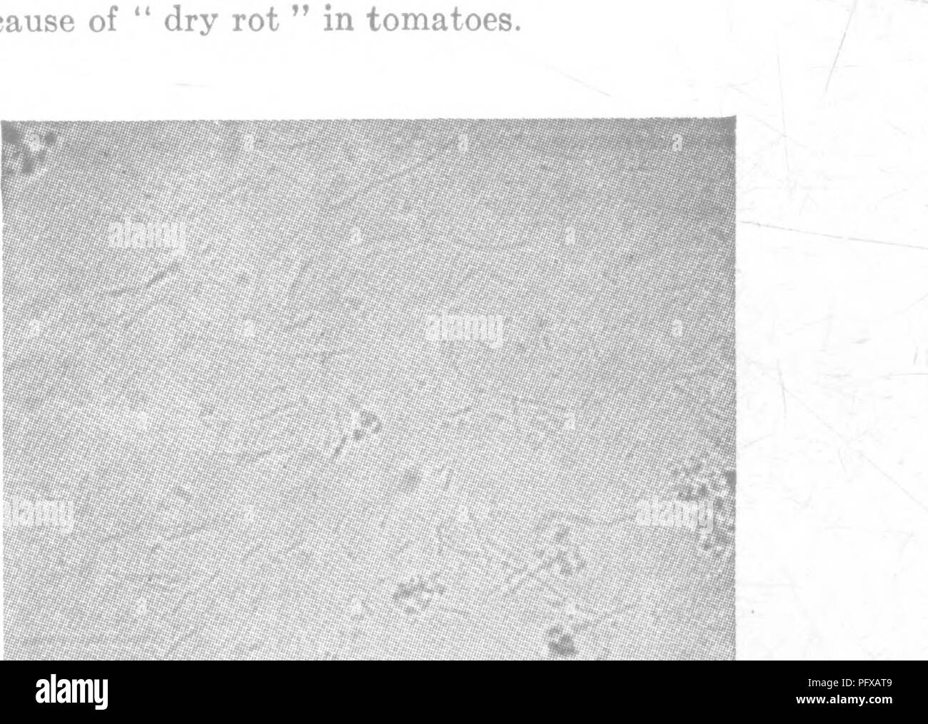 Questo testo tratta la batteriologia e la micologia degli alimenti, specificando i lieviti e i batteri sferici presenti nei pomodori in decomposizione, comprese le loro caratteristiche sotto un microscopio. Foto Stock