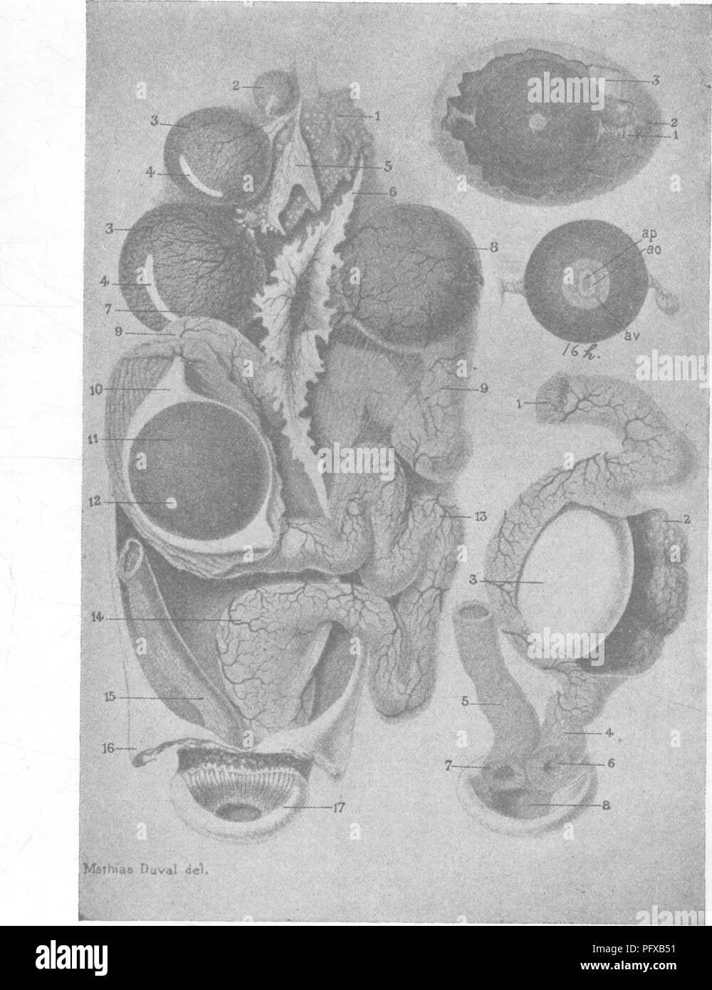 . Batteriologia e micologia degli alimenti. Il cibo. V" 452 ESAME DELLE UOVA .â ptTT'P' *"J^'WÂ"^^pT,JTnj'-. Ij ovaia, con minute ovuli; 2-3, tuorlo sacs; 4, linea di sutura; 5, vuota il sacco vitellino; 7, apertura a imbuto in ovidotto; 8 tuorlo m ovidotto; 9, albume secernente regione; 10, albume secreta; 11, tuorlo passando attraverso ovidotto; 12, il disco germinale; 13, istmo; 14, utero; 15, grandi intestini; 17, cloaca. Sul lato destro della figura sono mostrati, dall'alto downwrd: uovo completo- tuorlo d'uovo incubato per sedici ore; completato l'uovo in utero--(l) istmo, (2) ghiandole di utero, ( Foto Stock