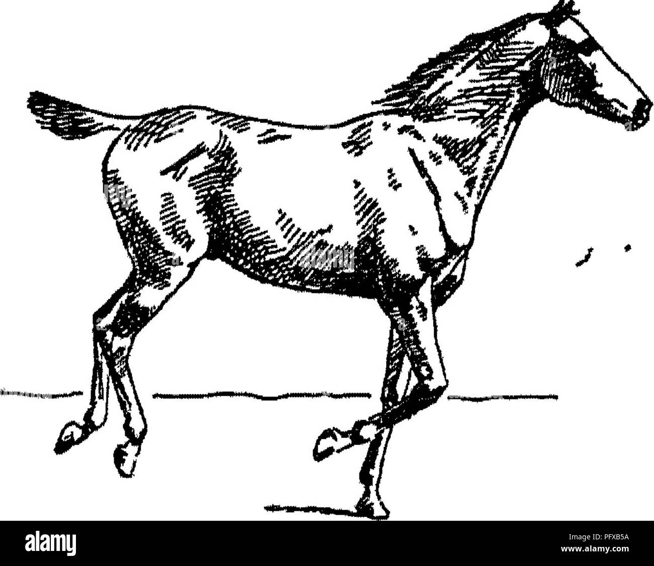 . Punti del cavallo; un trattato sulla conformazione, movimenti, razze e di evoluzione del cavallo. I cavalli. Fig. 118, Fig. 119.. Si prega di notare che queste immagini vengono estratte dalla pagina sottoposta a scansione di immagini che possono essere state migliorate digitalmente per la leggibilità - Colorazione e aspetto di queste illustrazioni potrebbero non perfettamente assomigliano al lavoro originale. Hayes, M. Orazio (Matteo Orazio), 1842-1904. Londra, W. Thacker &AMP; co Foto Stock