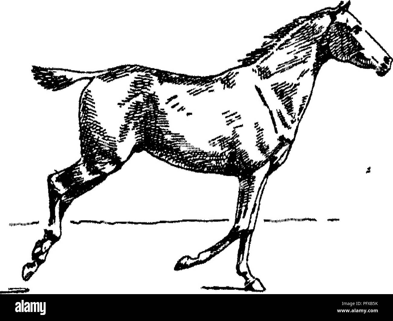 . Punti del cavallo; un trattato sulla conformazione, movimenti, razze e di evoluzione del cavallo. I cavalli. Fig. 116, Fig. 117.. Si prega di notare che queste immagini vengono estratte dalla pagina sottoposta a scansione di immagini che possono essere state migliorate digitalmente per la leggibilità - Colorazione e aspetto di queste illustrazioni potrebbero non perfettamente assomigliano al lavoro originale. Hayes, M. Orazio (Matteo Orazio), 1842-1904. Londra, W. Thacker &AMP; co Foto Stock