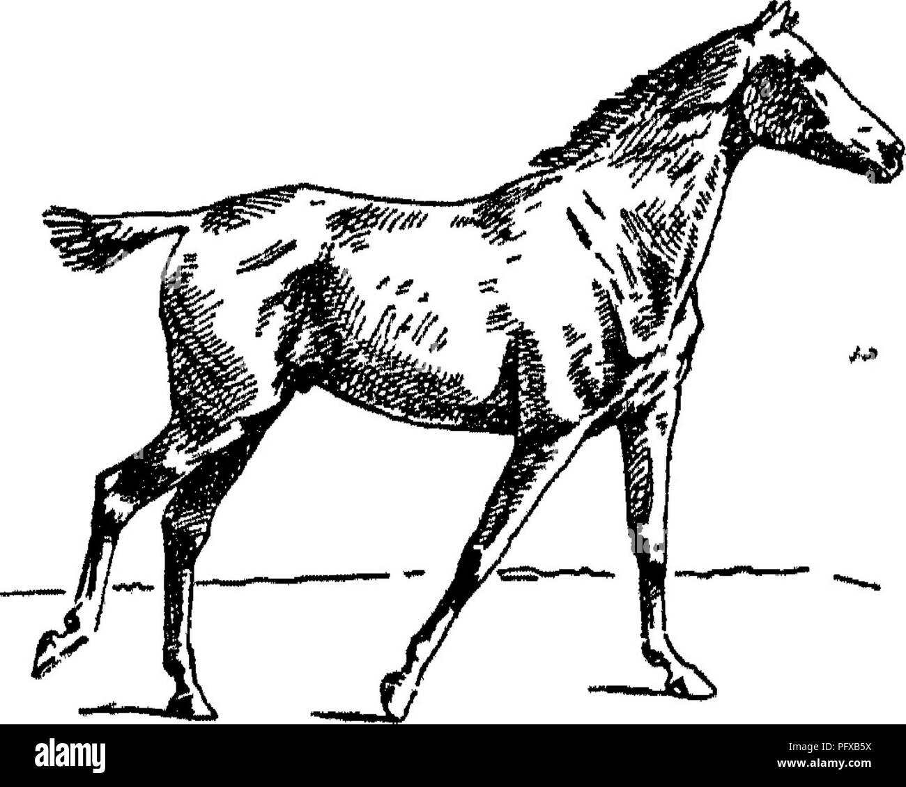 . Punti del cavallo; un trattato sulla conformazione, movimenti, razze e di evoluzione del cavallo. I cavalli. Fig. 116, Fig. 117.. Si prega di notare che queste immagini vengono estratte dalla pagina sottoposta a scansione di immagini che possono essere state migliorate digitalmente per la leggibilità - Colorazione e aspetto di queste illustrazioni potrebbero non perfettamente assomigliano al lavoro originale. Hayes, M. Orazio (Matteo Orazio), 1842-1904. Londra, W. Thacker &AMP; co Foto Stock