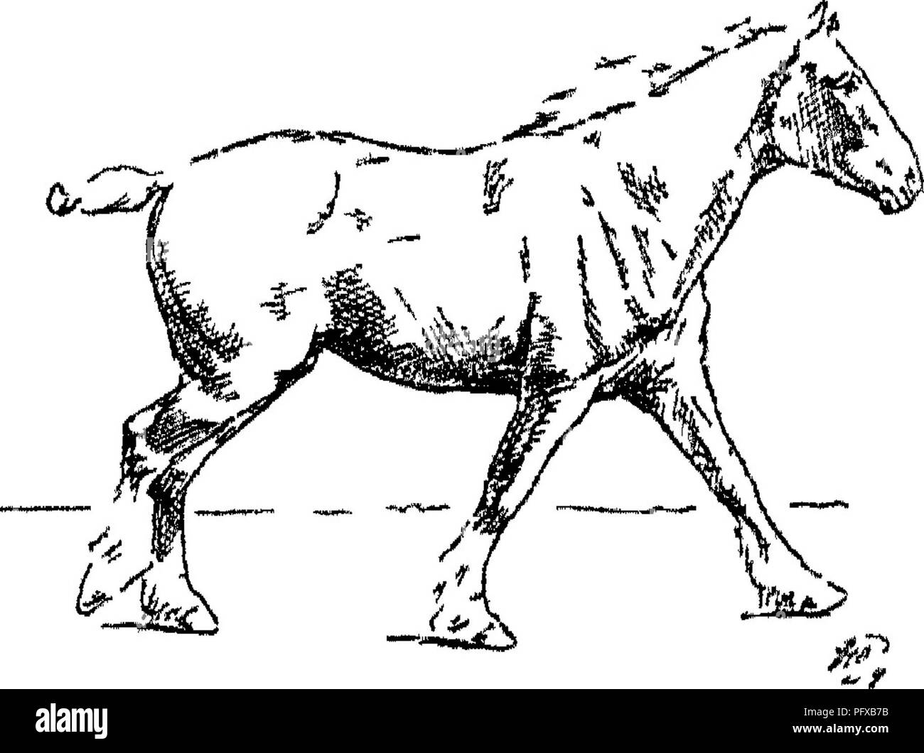 . Punti del cavallo; un trattato sulla conformazione, movimenti, razze e di evoluzione del cavallo. I cavalli. Fig 109 diagonale a destra (2ND Timf) figura n. Si prega di notare che queste immagini vengono estratte dalla pagina sottoposta a scansione di immagini che possono essere state migliorate digitalmente per la leggibilità - Colorazione e aspetto di queste illustrazioni potrebbero non perfettamente assomigliano al lavoro originale. Hayes, M. Orazio (Matteo Orazio), 1842-1904. Londra, W. Thacker &AMP; co Foto Stock