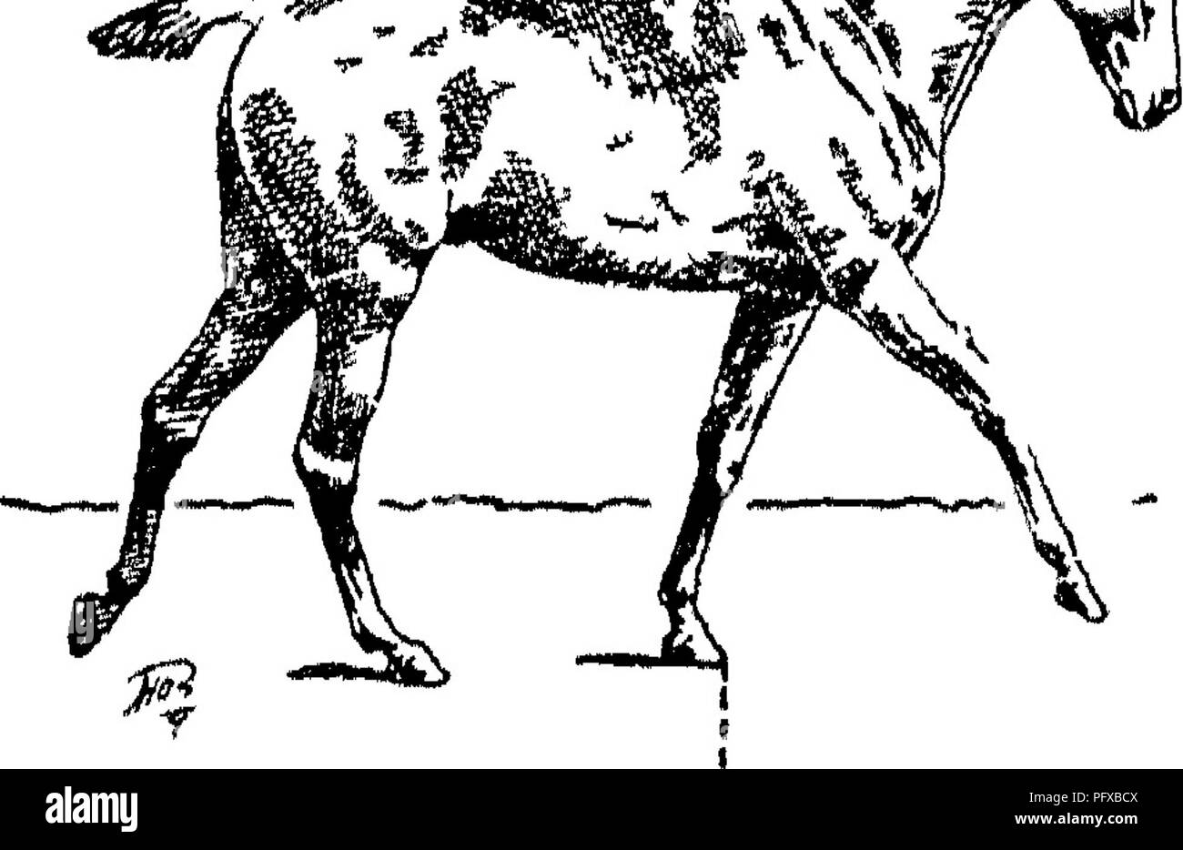 . Punti del cavallo; un trattato sulla conformazione, movimenti, razze e di evoluzione del cavallo. I cavalli. La figura S3 Fig. 84. Si prega di notare che queste immagini vengono estratte dalla pagina sottoposta a scansione di immagini che possono essere state migliorate digitalmente per la leggibilità - Colorazione e aspetto di queste illustrazioni potrebbero non perfettamente assomigliano al lavoro originale. Hayes, M. Orazio (Matteo Orazio), 1842-1904. Londra, W. Thacker &AMP; co Foto Stock