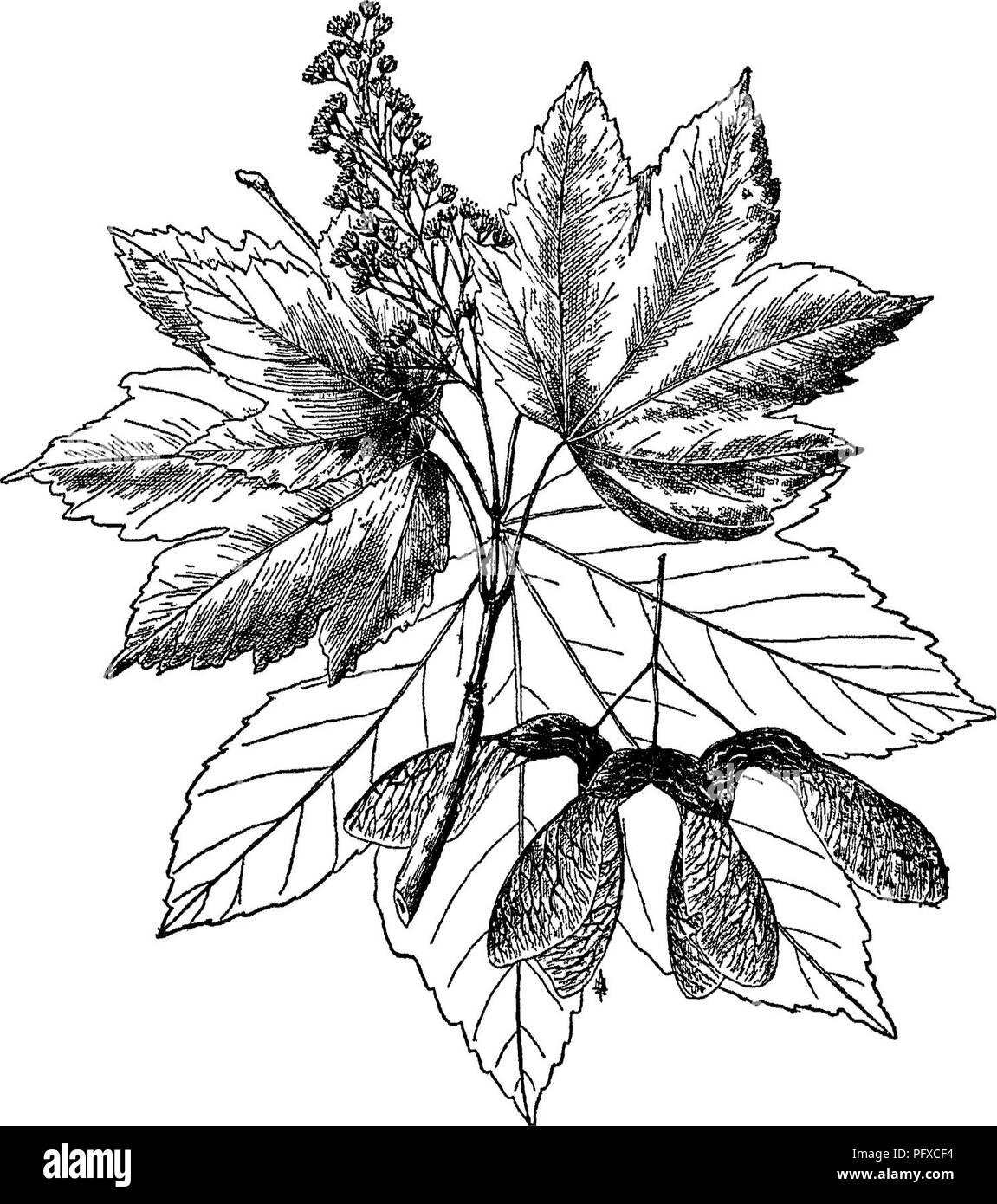 . La cura degli alberi nel prato, street e park, con un elenco di alberi e arbusti per uso decorativo. Alberi; alberi. Aceri 267 è ombra-duraturi e molto ombreggiato, una buona strada tree per strade strette e ben adattati per il raggruppamento con conifere.. Fig. 90. - Acero di monte. Acer pseudoplatanus Linn. A. macrophyllum Pursh. (145), la costa del Pacifico o Oregon Maple, è un grande e rapido-albero in crescita, colpisce per le sue immense dimensioni del fogliame; difficilmente hardy a nord di Washington. Delle numerose specie esotiche almeno quattro quelli europei sono desiderabili e soprattutto le prime due citate non sono solo perfectl Foto Stock