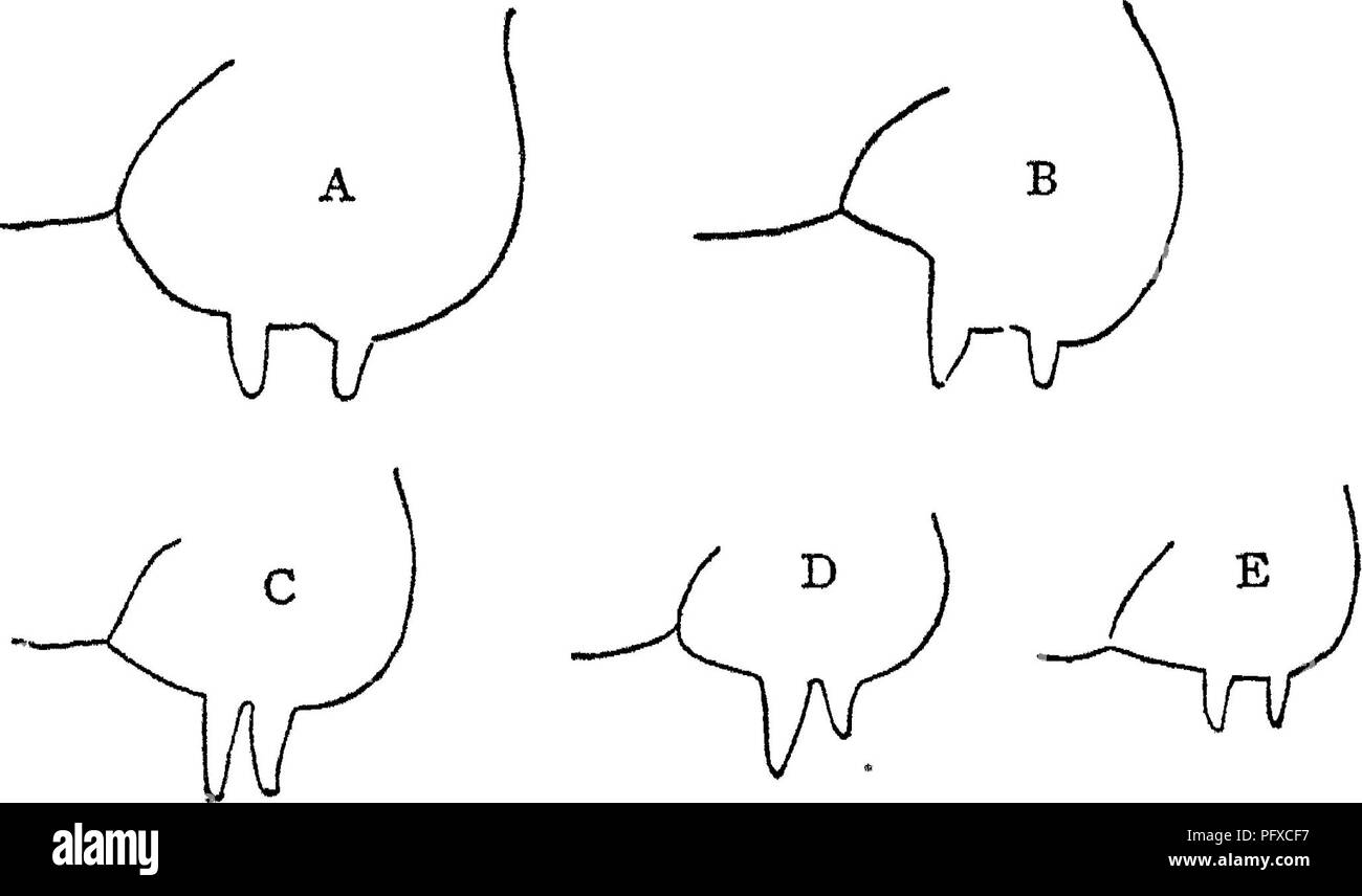 . La Jersey, Alderney e Guernsey cow: la loro storia, natura e gestione. Mostra come scegliere una buona vacca; come mangime per gestire, di latte e di razza per la maggior parte dei profitti. Jersey bovini; Guernsey bovini; Alderney bestiame. 96 IL JERSEY, Alderney Guernsey e di mucca, tutte le corse indietro, che inizia in corrispondenza della linea di avanzamento del retrovisore (vedere le linee tratteggiate nelle figg. 21, 22 e 23).. Questa linea di demarcazione è molto percepibile, dal fatto che i capelli di fronte ad esso tutte le corse in avanti verso la testa dell'animale, mentre lo specchio o la mammella capelli tutte le corse indietro su avanti quarti della mammella, Foto Stock