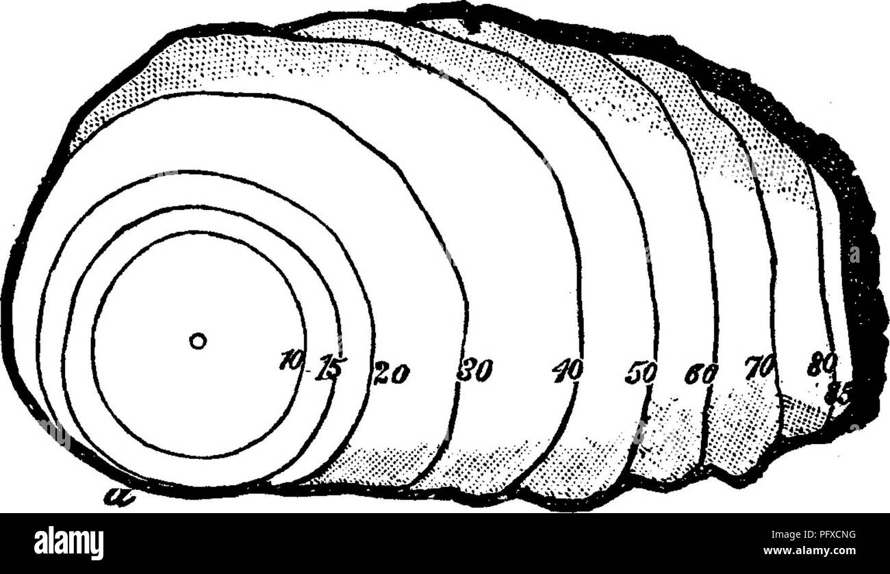 . Legname e di alcune delle sue malattie. Legno; alberi. 264 di legname e di alcune delle sue malattie. [CHAP. misure sembrano essere, per abbattere gli alberi malati - di certo questo dovrebbe essere fatto in inverno, o almeno prima di spore di venire e utilizzare il legno come meglio può essere ; ma prima dobbiamo vedere se un tale suggerimento ha bisogno di modificare, dopo imparare di più circa i funghi e le sue abitudini. Appare chiaro, a qualsiasi velocità, tuttavia, che ogni albero malato rimosso significa una fonte di secidiospores il meno. 7". Fig. 40.-sezione attraverso un vecchio pino-stelo nella regione cancerose ferito da Perider' ntium pinta (var Foto Stock