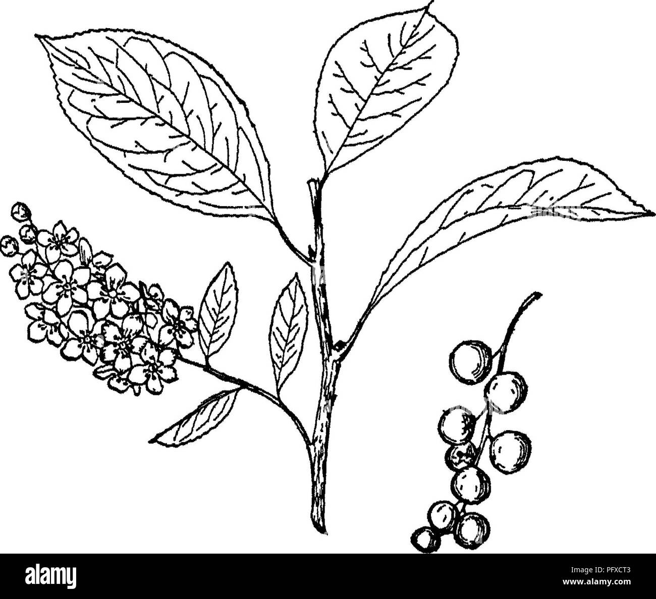 . Il libro di silvicoltura. Le foreste e la silvicoltura. 3Fig. 62.-^Leaf, frutta e fiori di strozzatura occidentale di ciliegio. 277. Si prega di notare che queste immagini vengono estratte dalla pagina sottoposta a scansione di immagini che possono essere state migliorate digitalmente per la leggibilità - Colorazione e aspetto di queste illustrazioni potrebbero non perfettamente assomigliano al lavoro originale. Luna, Frederick Franklin, 1880-1929. New York [ecc. ] D. Appleton e azienda Foto Stock