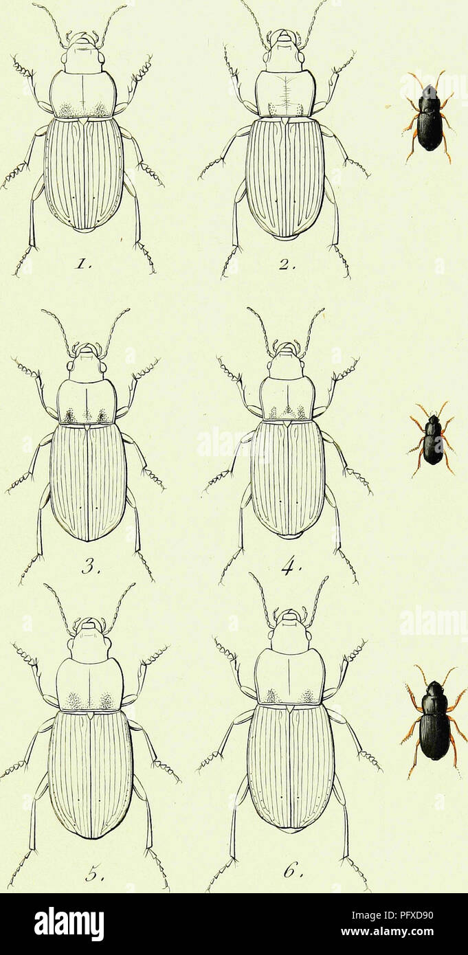 . Iconographie et Histoire Naturelle des cole?opte?res d'Europa;. Coleotteri; Entomologia. I'o//ir y. 7'/• /&LT;/: H UN RP AL US. j . ]]. T.i mLatu s. 2. II. MaxiUosus. 3. II. Lu Ici corins 4. H. Satyrus . 5. H- Solitaris. 6. H. Maroincllu:. Si prega di notare che queste immagini vengono estratte dalla pagina sottoposta a scansione di immagini che possono essere state migliorate digitalmente per la leggibilità - Colorazione e aspetto di queste illustrazioni potrebbero non perfettamente assomigliano al lavoro originale. Dejean, Pierre Franc?ois Marie, Auguste Comte, 1780-1845. Parigi, Me?quignon-Marvis Foto Stock