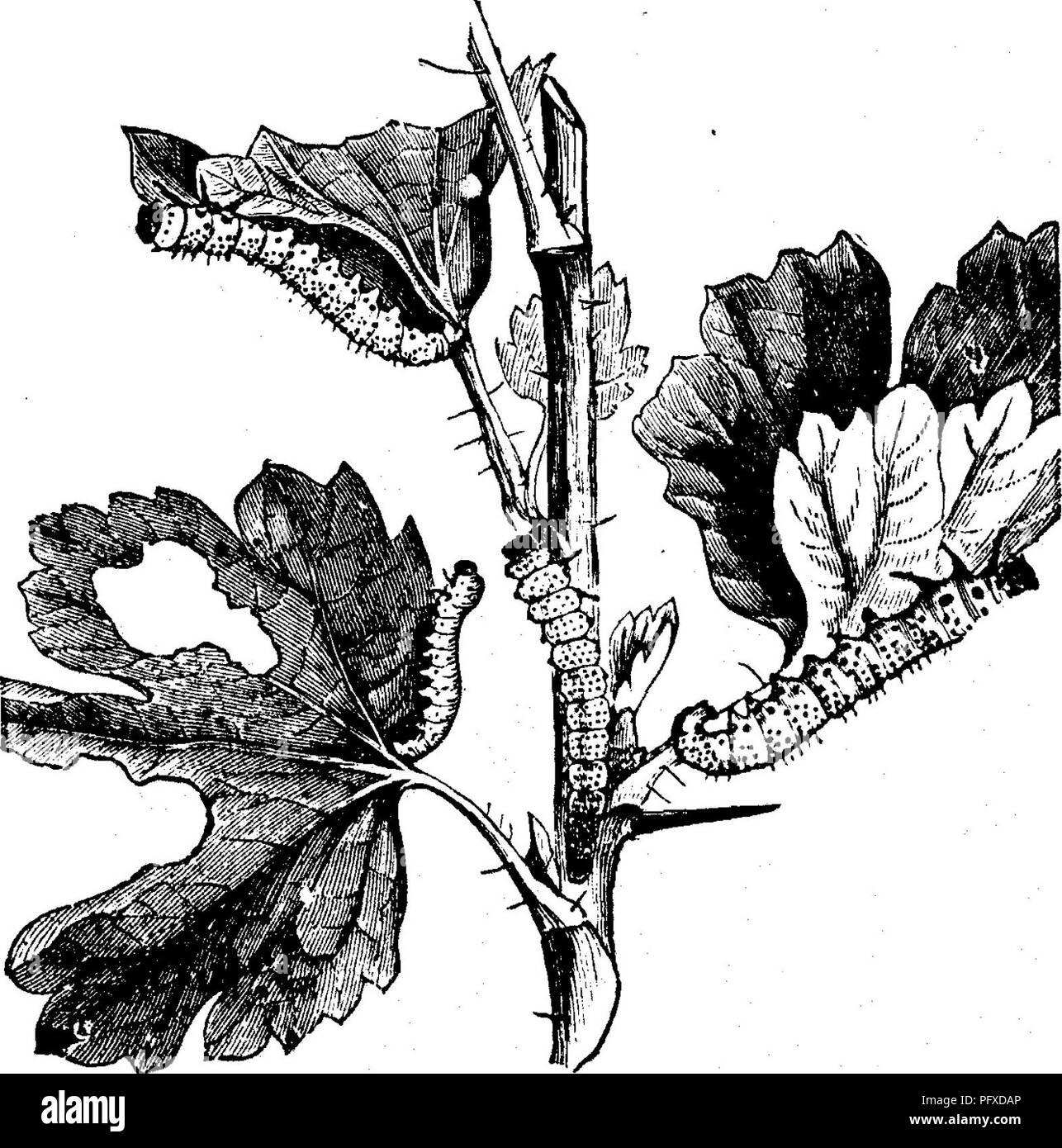 . Insetti dannosi per la frutta. Illustrato con quattro cento e quaranta legno-tagli. Pesti di insetto. Attaccare le foglie. 341 Fig. 354.. di due o tre giorni. Essi sono rappresentati in questa fase della loro crescita in Fig. 354. Quando matura, essi sono circa tre-quar- ter di un pollice lungo, nel momento in cui essi cercano un posto adatto in whicli per formare i loro bozzoli. Questi sono talvolta realizzati tra le foglie secche o spazzatura sul sur- faccia del suolo, talvolta sotto terra e occasione- alleato attaccato ai gambi o foglie della bussola su cui tliey hanno alimentato. La loca- zione una volta fissato su, la larva b Foto Stock