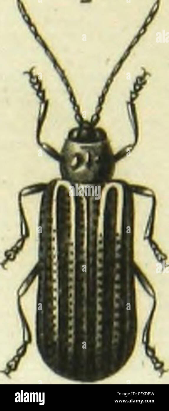 . Histoire Naturelle des insectes : generi des coleopteres, ou esporre methodique et critique de tous les genres propone jusqu'ici dans cet ordre d'insetti. Coleotteri. . Si prega di notare che queste immagini vengono estratte dalla pagina sottoposta a scansione di immagini che possono essere state migliorate digitalmente per la leggibilità - Colorazione e aspetto di queste illustrazioni potrebbero non perfettamente assomigliano al lavoro originale. Lacordaire, Theodore, 1801-1870; Chapuis, F. (Fe?licien), 1824-1879. Paris : Librairie Encyclopediaque de Roret Foto Stock