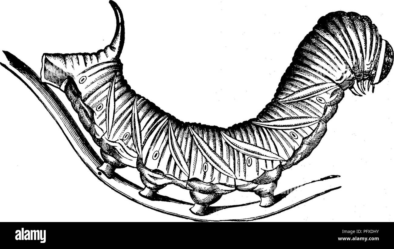 . Insetti dannosi per la frutta. Illustrato con quattro cento e quaranta legno-tagli. Pesti di insetto. 164 insetti dannosi per la prugna. rapace di appetito, questa larva assume spesso per un tempo il peculiare aspetto rigido mostrato nel taglio. Se pre- senting un formidabile aspetto, è perfettamente innocuo^ e può Fig. 171.. essere maneggiato con impunità; esso può essere trovato su alberi a partire dalla metà di luglio alla fine di agosto. Quando matura, il bruco scende al suolo e, avente sepolta sotto la superficie per la profondità di diversi centimetri, prepara una comoda camera, quale linee wit Foto Stock