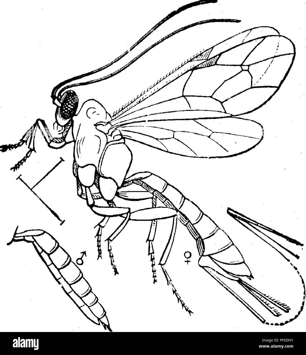 Questo lavoro discute di vari insetti nocivi per le colture da frutto, fornendo metodi di gestione dei parassiti e l'uso di bende per controllare le infestazioni. Comprende illustrazioni di frutti e larve infette in diverse fasi di sviluppo. Foto Stock