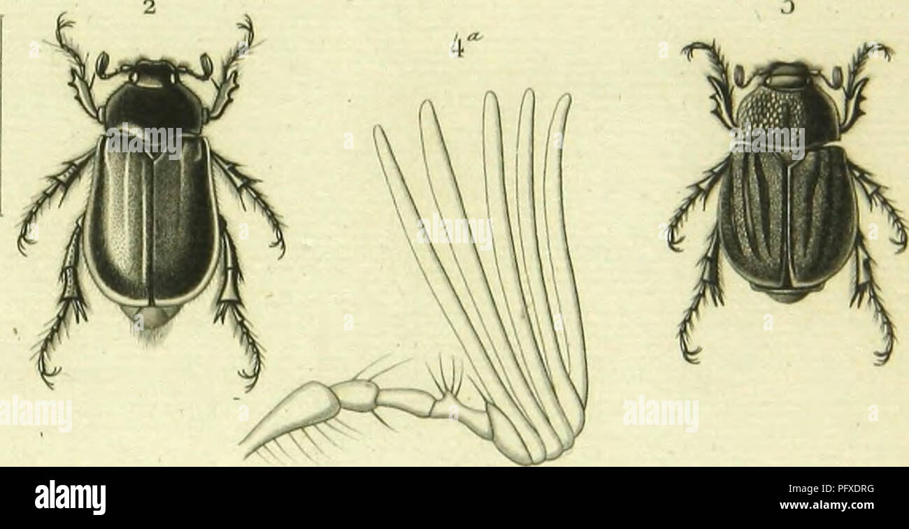 . Histoire Naturelle des insectes : generi des coleopteres, ou esporre methodique et critique de tous les genres propone jusqu'ici dans cet ordre d'insetti. Coleotteri. . Si prega di notare che queste immagini vengono estratte dalla pagina sottoposta a scansione di immagini che possono essere state migliorate digitalmente per la leggibilità - Colorazione e aspetto di queste illustrazioni potrebbero non perfettamente assomigliano al lavoro originale. Lacordaire, Theodore, 1801-1870; Chapuis, F. (Fe?licien), 1824-1879. Paris : Librairie Encyclopediaque de Roret Foto Stock