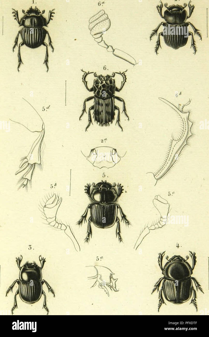 . Histoire Naturelle des insectes : generi des coleopteres, ou esporre methodique et critique de tous les genres propone jusqu'ici dans cet ordre d'insetti. Coleotteri. ''Â¢Â"/"--"â â ' /y. V. ,Â"/./ /,.â.r I. Minl(&GT;r))lllllS Novir Ilollaii.lia-. ^Ã j^/. Sl'aloilOllllI.S ra.iriÂ"&GT;iilaliis./&GT;v&lt;v&LT;.j-. 4. (Iroill^lias .icoriar&LT;-i. yi/am-A. ,"). DoiulropaMllOll Amvntns. /J/. (Â ). Ollitil'cllus amliKÃ¯uus. Avrio. Si prega di notare che queste immagini vengono estratte dalla pagina sottoposta a scansione di immagini che possono essere state migliorate digitalmente per la leggibilità - Colorazione e aspetto di questi Foto Stock