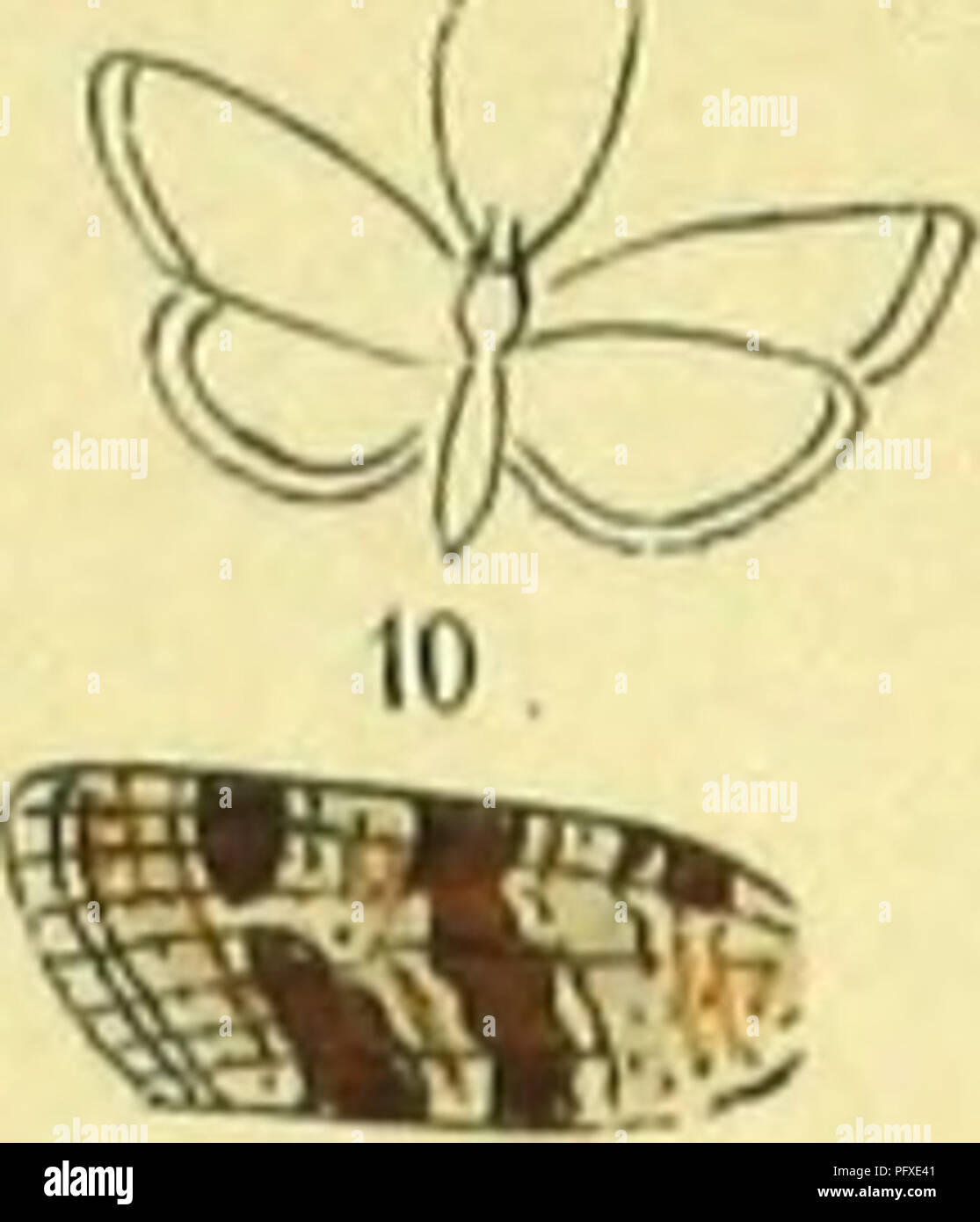 . Abbildung und Beschreibung europa?ischer Schmetterlinge in systematischer Reihenfolge. I lepidotteri. IV.COCTIYlilS,!. V.CIVt.PHASlA.l Taf: 4^.. Si prega di notare che queste immagini vengono estratte dalla pagina sottoposta a scansione di immagini che possono essere state migliorate digitalmente per la leggibilità - Colorazione e aspetto di queste illustrazioni potrebbero non perfettamente assomigliano al lavoro originale. Praun, Sigmund von. Nu?rnberg, Bauer & Raspe Foto Stock