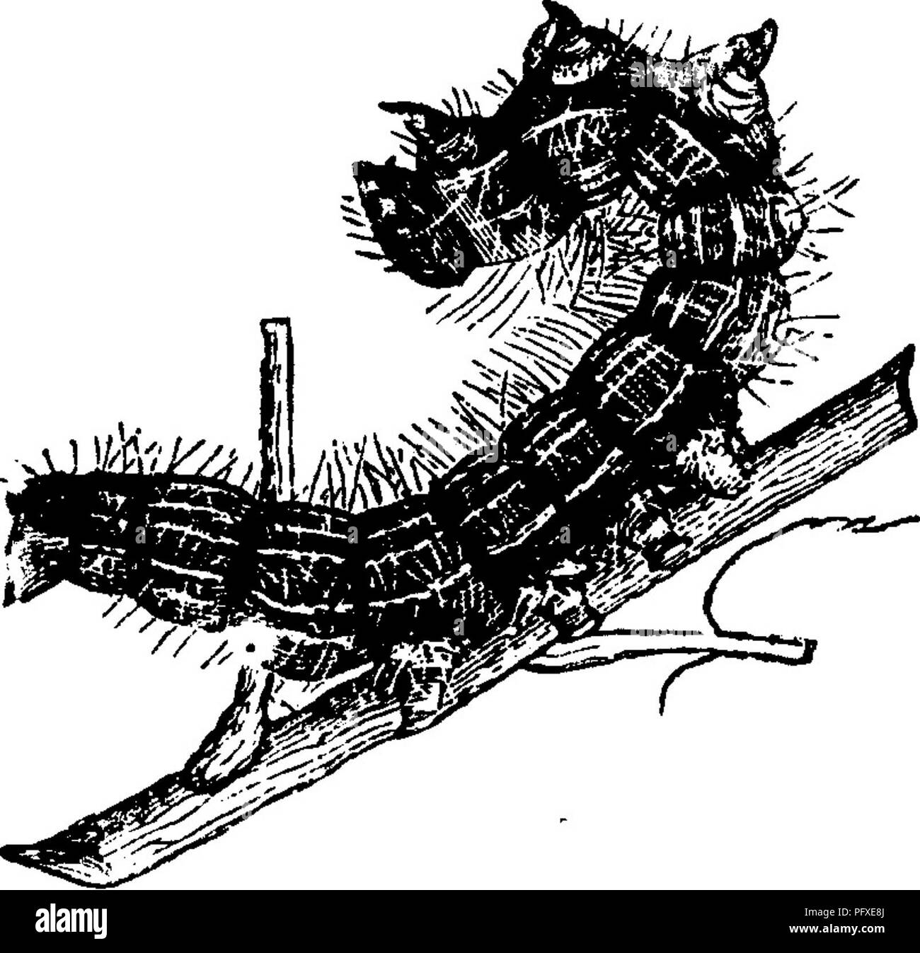 . Insetti dannosi per la frutta. Illustrato con quattro cento e quaranta legno-tagli. Pesti di insetto. Q2 insetti dannosi per gli Apple. le foglie, lungo i margini della quale viene visualizzata una riga di nero brillante teste, con ogni bocca alacremente impegnati in de- vouring la porzione vicino ad essa, e quando la Fig. 55. il pasto è finito si dispongono affiancati lungo i rami che hanno strappato. Se un ramo non permettersi cibo a sufficienza, attaccano un altro; e quando pieno cresciuto e pronto a trans- forma, hanno quasi tutti lasciare la struttura al tempo stesso scendendo dalla notte al suolo, dove essi Foto Stock