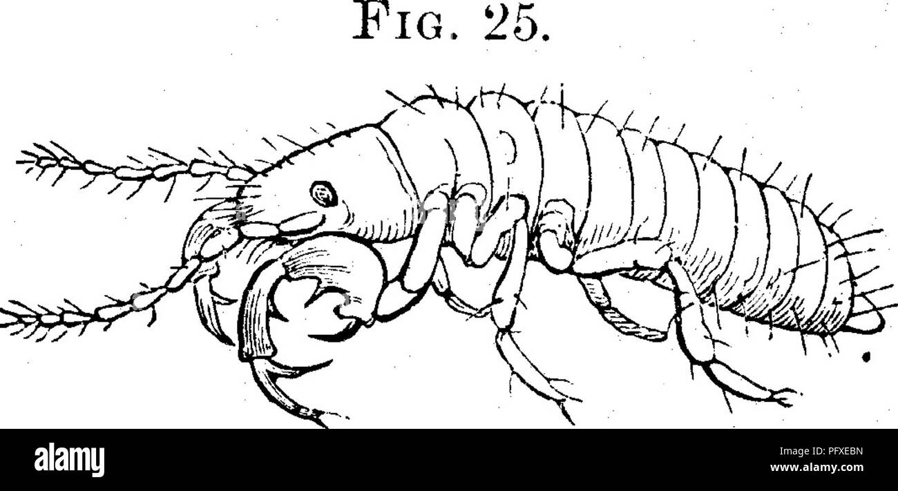 Questa descrizione si concentra sul processo di deposizione delle uova da parte di una specie di cicada che infetta i rami degli alberi. L'insetto crea fessure negli arti dell'albero per depositare le uova, riempiendo più fessure lungo il ramo. La cicada si sposta da un albero all'altro, spesso lasciando dietro molte fessure farcite di uova, causando danni agli alberi. Questo comportamento è comune tra le cicale che danneggiano gli alberi fruttiferi. Foto Stock