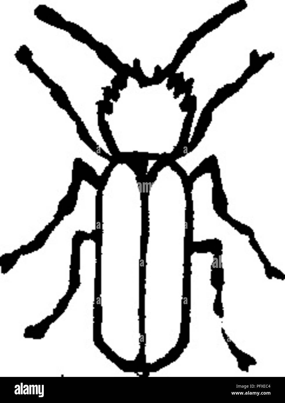 . Insetti dannosi per la frutta. Illustrato con quattro cento e quaranta legno-tagli. Pesti di insetto. 34 insetti dannosi per la APPLE, nei maschi, arredata con due piccole corna ; i maschi possono anche essere ulteriormente distinta dalla femmina dal suo avente due piccole thorn sporgenti dalle estremità dell'ala-copre. A differenza della maggior parte degli altri dispositivi di prelievo, che fare la loro malizia in stadio larvale, questo insetto funziona in stato di beetle, noioso nei rami di meli, peri e ciliegi, appena al di sopra di una Fig. 21. Fig. 22.. Si prega di notare che queste immagini vengono estratte dalla pagina sottoposta a scansione immagini che Foto Stock