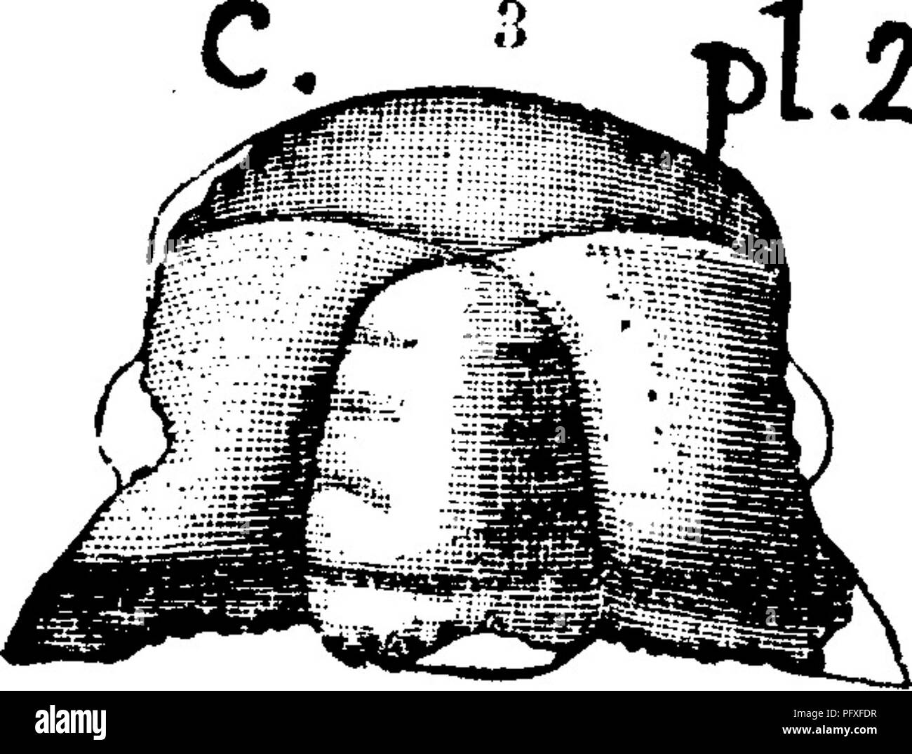 . Un dizionario dei fossili di Pennsylvania e gli Stati limitrofi denominato nelle relazioni e nei cataloghi del sondaggio ... Paleontologia. 835 Ptycho.. 10, il brevetto statunitense n. S, G. S. pagina 41, la piastra 6, fig. 6) 6b^ ingrandito due volte^tjpesj 6^, ingrandita due volte^ tipo di Hart neglectus. Abbassare Cambrian {San Giovanni) formazione, N. Brunswick. Z. G. Ptychoparia teucer. (Conocephlites teucer, Billings, 1861, - Geol. Vt. II, 951, fig. 356; Pal. Foss. I, p. '^•26 13^ figura le; Geol. Can. 286, fig. 295.) Wal- cott, Bollettino n. 30, pagina 197, la piastra 26, fig. 3, da *"Rosso" sandrock est di Highgate Springs, Vt. Cambria inferiore Foto Stock