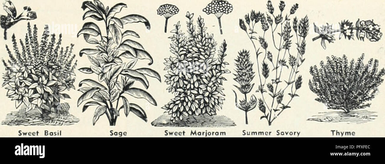 . Currie's garden annuale. Semi di fiori di cataloghi; lampadine (piante) Semi cataloghi; semi di ortaggi cataloghi; Vivai (orticoltura) cataloghi; piante ornamentali, cataloghi; attrezzature da giardinaggio e i cataloghi dei materiali di consumo. Impianto uovo erbe seminare in marzo in focolai e quando 3" ad alta trapianto in scatole o vasi di piccole dimensioni. Impianto out- porte in maggio o giugno o lontra il meteo è diventata perma- nently caldo, nelle righe 3 teet oltre, con le piante set 2 piedi separatamente nella riga. 1 once di 1.500 piante. Bellezza nera  Il eorliest a frutti grossi varietà. Ricco di colore lucido nero violaceo. Completamente libera dalla spina dorsale Foto Stock