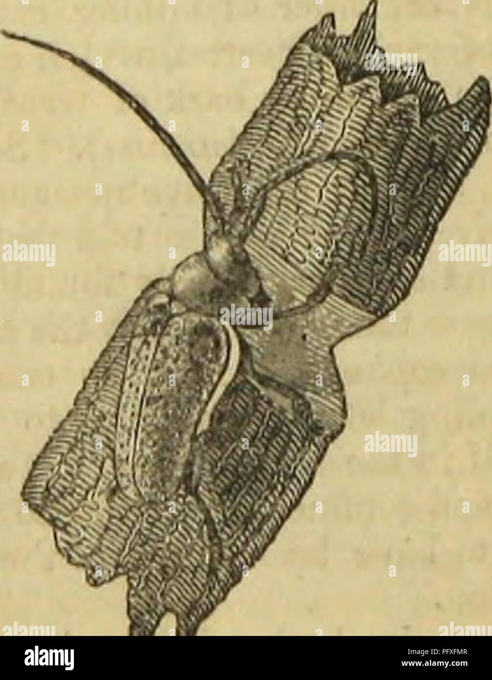 Questo testo descrive le abilità architettoniche di alcune specie di insetti, come i minatori che creano percorsi intricati, lunghi e stretti nella corteccia. Questi percorsi sono pieni di escrementi, fornendo protezione dai predatori. Foto Stock