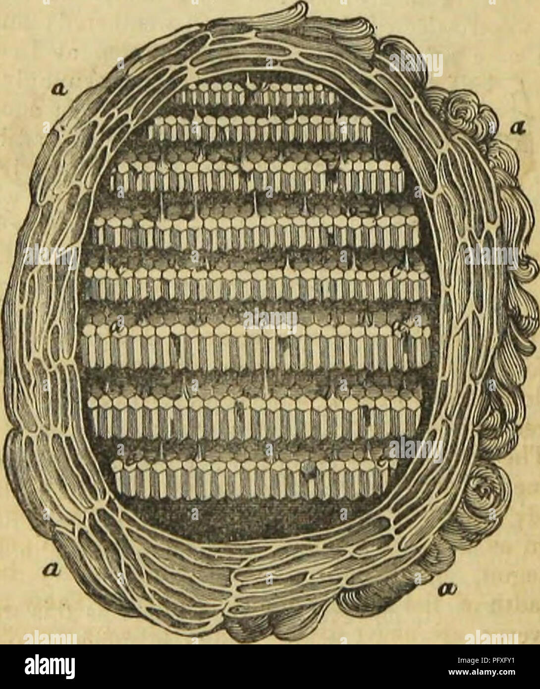 . Architettura di insetti. Gli insetti. 76 Architettura di insetti. fino a che si è diffusa in quindici o sedici strati uno sopra l'altro, rendendo la parete complessivamente quasi due pollici di spessore. I vari strati sono disposti non in contatto come gli strati di un pezzo di cartone incollato, ma con piccoli intervalli o spazi aperti tra ap- pearing un po' come una grotta costruita con gusci di molluschi, particolarmente quando guardava all'esterno. Questo è probabilmente causato dal lavoro di insetti in una maniera eurvilineal.. Sectiun t&GT;f i. Sodtll-Wasf't nido.-a a, l'esterno w"l ; c &gt; . cinque piccole terrazze di pelliccia di cellule TH Foto Stock