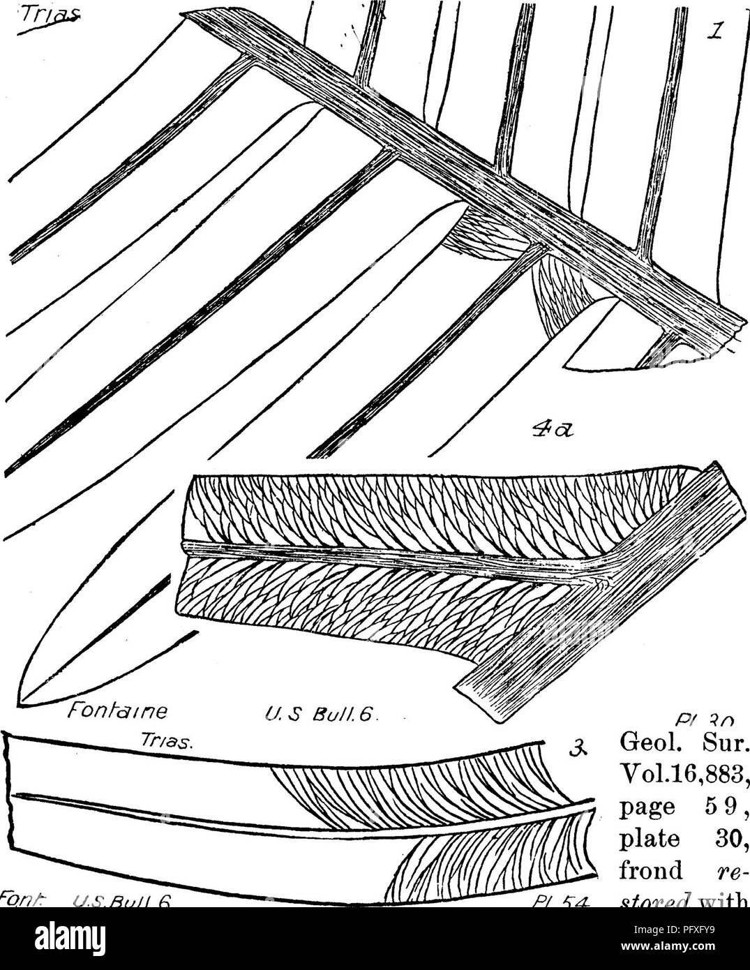 . Un dizionario dei fossili di Pennsylvania e gli Stati limitrofi denominato nelle relazioni e nei cataloghi del sondaggio ... Paleontologia. 795 PSEU. Così molte specie come quelli della Virginia Trias campi di carbone. Probabilmente Emmons, Strangarites oUiquus dal nord Carolina. Più rara di P. reticulata ; trovato solo in una collina di trifoglio di scisto scuro della tomaia di piccole serie di carbone. Trias, Pseudodanseopsis reticulata, Fontaine, Monogr. U. S.. P/.S4- Pf ^n Geol. Sur. Vol.16,883, pagina 5 9, la piastra 30, frond re- memorizzata con fqn/: US. Bui I. G grandi pinnule ; un,, molto magni-depurato pinnule di piccole dimensioni da un altro campione. (Altri Foto Stock