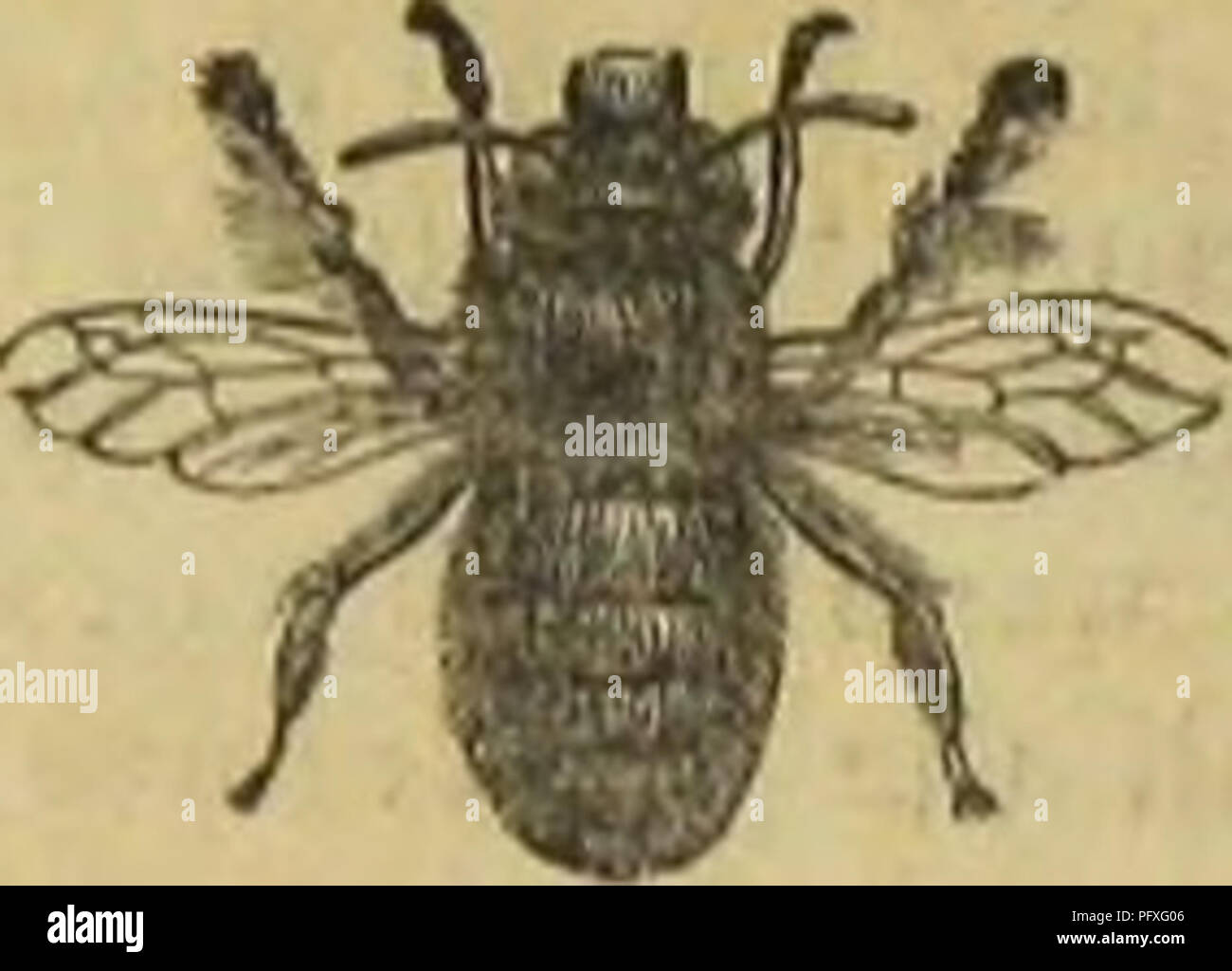 . Architettura di insetti. Gli insetti. ARCHITKCTURB insetto.. Mason tlce-iAntlnphom ritorno).-li naturali"e. di solito si verificano nel fango del ailj icent carrello- solchi. Di fatto, dovremmo aver superato da senza preavviso, se non ci fosse stato un foro circolare o.i un lato di esso, indicando la perforazione di qualche insetto. Questa. Si prega di notare che queste immagini vengono estratte dalla pagina sottoposta a scansione di immagini che possono essere state migliorate digitalmente per la leggibilità - Colorazione e aspetto di queste illustrazioni potrebbero non perfettamente assomigliano al lavoro originale. Rennie James, 1787-1867. Londra, M. A. Nattali Foto Stock