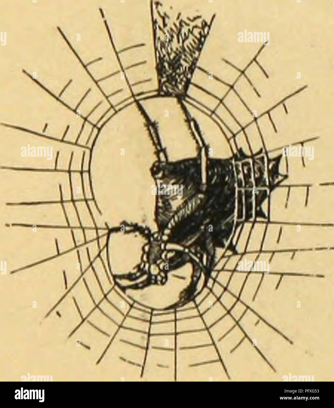 . Ragni americani e il loro lavoro di filatura. Una storia naturale dell'orbweaving ragni degli Stati Uniti, con speciale riguardo alla loro industria e abitudini. Ragni. 338 SPIDKRS AMERICANI E I LORO SPINNINGWORK. fino le varie linee del laccio, in modo che tutti i raggi, in particolare sono tenuti in una condizione tesa. Tensione Tliis del trapline e linee radiali rende tutto il web un efficiente strumento telegrafico di convogliamento alla crociera nel suo den o il domicilio le vibrazioni causate da insetti impigliato su un laccio. Quando da tale telegrafia tlie cattura di un insetto è comunicata a th Foto Stock