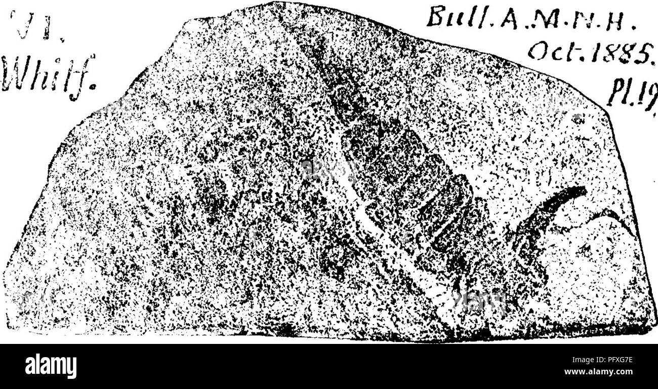 . Un dizionario dei fossili di Pennsylvania e gli Stati limitrofi denominato nelle relazioni e nei cataloghi del sondaggio ... Paleontologia. Prota. 774 che pesca in seguito è stato disposto per con- sider un Euryterus. Tutti e tre in basso Helder- berg (Silurian superiore) formazione. Z i 11 e 1' s Handbuch, 1885. Vol.2, p. 739, fig. 915 Un, naturale ML davanzale! A.M-RJ H.. stze. otner ures La fig- sono /3&GT; ij 'fe3=- ^^ r^-^": // vm. del Whit- del campo orig- inals i n bollettino American Mus. Nat. Hist N.Y., 1885, Vol. I, No. 6, pagina 184, le piastre 19 e 20. Fig. 3, magni- depurato a due lunghezze, è un outl Foto Stock