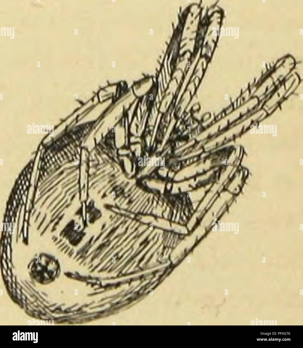 . Ragni americani e il loro lavoro di filatura. Una storia naturale dell'orbweaving ragni degli Stati Uniti, con speciale riguardo alla loro industria e abitudini. Ragni. Fi(i. 867. Labirinto dorsale apide; morte feigning. Ma è inutile moltiplicare esempi; ci rivolgiamo agli animali con cui siamo qui principalmente interessati. Ho frequentlj' guardato ragni in questa condizione a determinare tlie ])oiiit in questione e il loro comportamento sempre mi ha impressionato come essendo un autentico feigning della morte, e quindi è stata interamente all'interno di loro spontanea volontà. La prova è di tale natura indefinita che Foto Stock