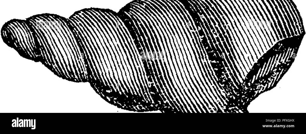 . Un dizionario dei fossili di Pennsylvania e gli Stati limitrofi denominato nelle relazioni e nei cataloghi del sondaggio ... Paleontologia. Geo/ Può Murchisonia attenuata (Hall, Trans. Alb. Ist. Vol. 4, )(1. ,3. pagina 27, 1856;-Whitfield, Boll. 3, Am. ,,, Mus. Nat. Hist. N. Y. p. 88, la piastra 9, fig. 13 Ho^ 1882). Collett Indiana della relazione, 1883, pagina }NSC,l3V^ 31,%m, la piastra 32, fig. IZ, ampliata sei volte campione di tipo imperfetto, dal Subcarboniferous di Sper- genHill. Ind.-X/. Murchisonia bellicincta, Hall. Pal. N. Y. Vol. 1, 1847, 11 ^^^k w^^ ^^^^ identifica Emmons' Pleuroto- II.O. ^^^^^^^ Foto Stock . Un dizionario dei fossili di Pennsylvania e gli Stati limitrofi denominato nelle relazioni e nei cataloghi del sondaggio ... Paleontologia. Geo/ Può Murchisonia attenuata (Hall, Trans. Alb. Ist. Vol. 4, )(1. ,3. pagina 27, 1856;-Whitfield, Boll. 3, Am. ,,, Mus. Nat. Hist. N. Y. p. 88, la piastra 9, fig. 13 Ho^ 1882). Collett Indiana della relazione, 1883, pagina }NSC,l3V^ 31,%m, la piastra 32, fig. IZ, ampliata sei volte campione di tipo imperfetto, dal Subcarboniferous di Sper- genHill. Ind.-X/. Murchisonia bellicincta, Hall. Pal. N. Y. Vol. 1, 1847, 11 ^^^k w^^ ^^^^ identifica Emmons' Pleuroto- II.O. ^^^^^^^ Foto Stock