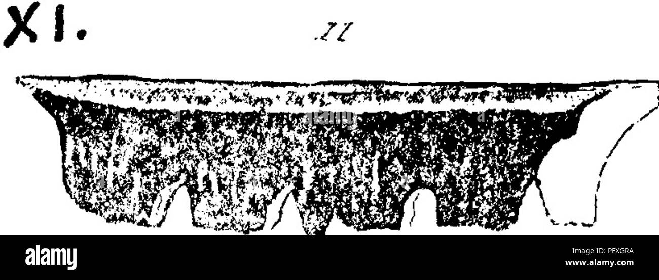 . Un dizionario dei fossili di Pennsylvania e gli Stati limitrofi denominato nelle relazioni e nei cataloghi del sondaggio ... Paleontologia. /K 386, la piastra 13, figg. 12 A, 5, I^© &lt;?9 faccia concava, convessa quasi perfetto e piuttosto unico pesce-dente, trovati nella guerra vide calcare heds^ un miglio sopra Pisa creek. 111. ^XI? Ponticulus Polyrhizodus, Newberry &AMP; Worthen, Geo. Sur. 111., Vol. 2, 1866, pagina 51, la piastra 3, figg. 11,11 un^ sizet naturale f $' vista frontale e di profilo'; le radici .^tfir di questo pesce-dente curiosamente sug- ospite una pietra ponte arcuato, donde il suo nome. Classificato con McCoy's Irish Foto Stock