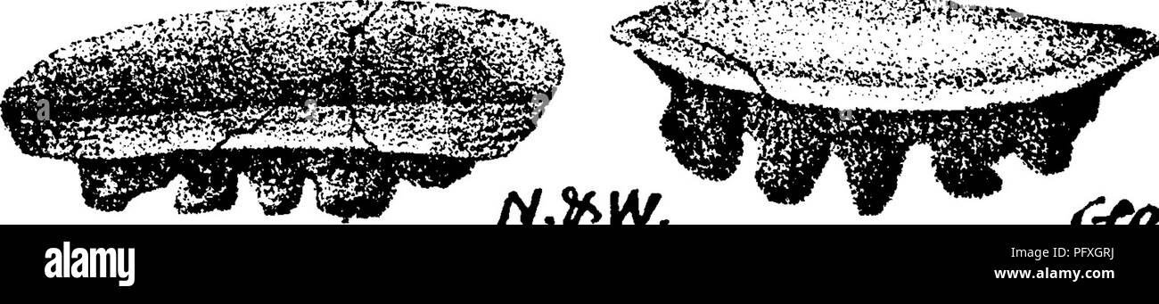 . Un dizionario dei fossili di Pennsylvania e gli Stati limitrofi denominato nelle relazioni e nei cataloghi del sondaggio ... Paleontologia. vex faccia del pesce-dente, parzialmente ristrutturato nel profilo; J, pro- sezione file. Belleville, III, da calcare su carbone 5 (?); una piccola ex. di questa specie (?) di calcare su carbone 8.- XIII-XTf Polyrhizodus deutatus, Newberry &AMP; Worthen, Geo. Sur. 111., Vol. 2, 1866, pagina 60, la piastra 3, figg. 10, 10&GT;^ file del solo completo piccolo dente trovata, M con frammenti di altri, in tne Cleveland Pc^r'Ohll.!'' II, ^5s), scisto, Bedford, Cuyahoga Co., evi Foto Stock