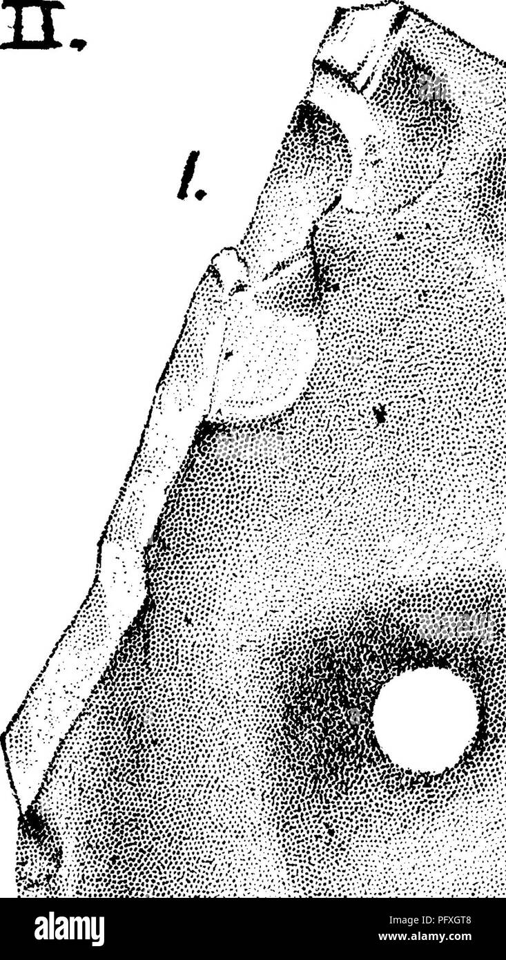 . Un dizionario dei fossili di Pennsylvania e gli Stati limitrofi denominato nelle relazioni e nei cataloghi del sondaggio ... Paleontologia. 417 Mono. GIAN (Olenellus) zona è posto al di sotto del Braintree {Para- el ossidi) zona come Lovjer Cambrian^ questo e taluni altri tri1O- biles sono mantenuti in Medio Cambriano, (MS. lettera, dicembre 1888.)-M, C.-Vedi appendice. Monocraterion lesleyi. Il primo. Relazione, Geol. Sur. Penn-. .FH- i^ I. i.tA-ir .7J -I<c"-'^"**"^ 4* yTv^r^-<". Si prega di notare che queste immagini vengono estratte dalla pagina sottoposta a scansione di immagini che possono essere state migliorate digitalmente per la leggibilità - Foto Stock . Un dizionario dei fossili di Pennsylvania e gli Stati limitrofi denominato nelle relazioni e nei cataloghi del sondaggio ... Paleontologia. 417 Mono. GIAN (Olenellus) zona è posto al di sotto del Braintree {Para- el ossidi) zona come Lovjer Cambrian^ questo e taluni altri tri1O- biles sono mantenuti in Medio Cambriano, (MS. lettera, dicembre 1888.)-M, C.-Vedi appendice. Monocraterion lesleyi. Il primo. Relazione, Geol. Sur. Penn-. .FH- i^ I. i.tA-ir .7J -I<c"-'^"**"^ 4* yTv^r^-<". Si prega di notare che queste immagini vengono estratte dalla pagina sottoposta a scansione di immagini che possono essere state migliorate digitalmente per la leggibilità - Foto Stock