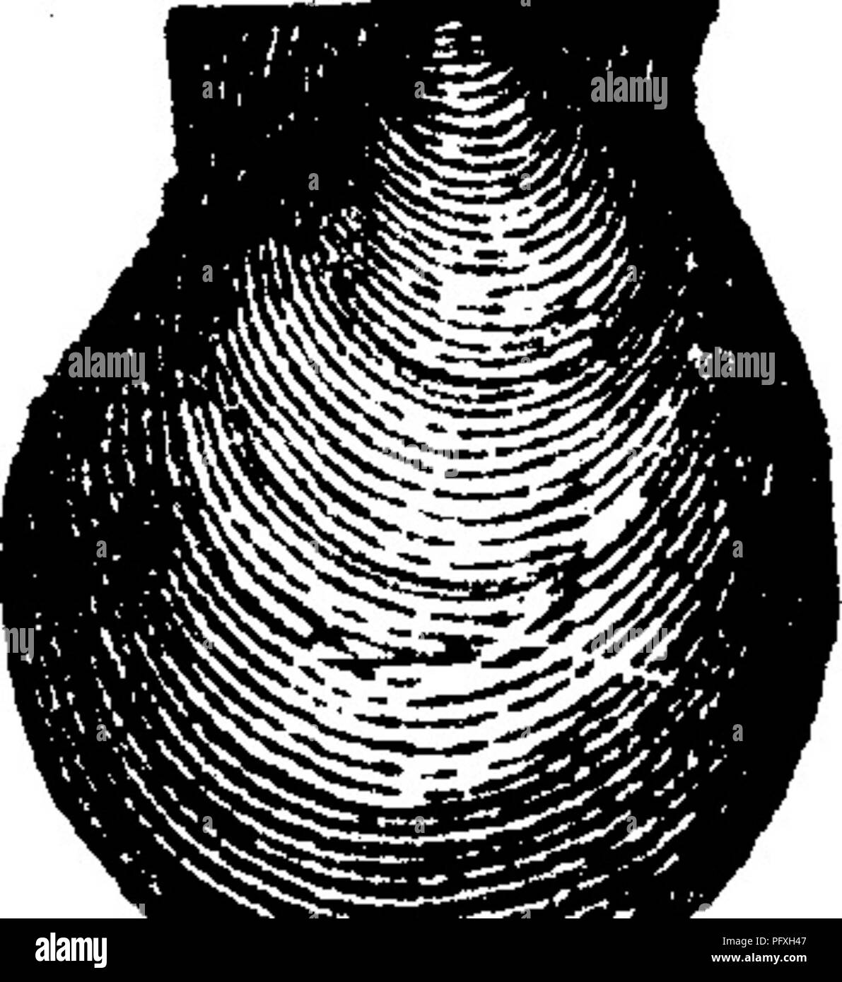 . Un dizionario dei fossili di Pennsylvania e gli Stati limitrofi denominato nelle relazioni e nei cataloghi del sondaggio ... Paleontologia. H Pernopecten obsoletus. {Lima olsoleta,) Hall, pagina Vni.5. 264, fig. 119,11. Chemung formazione. VIIIg.. Pernopecten shumardianus {Entolium shumardianum^ Winchell. Proc. Acad. Nat. Sci. Philada., 1865).-Pal. Ohio, Vol. 2, 1375, pagina 292, la piastra 15, fig. 4 a, I, Waverlg forma- zione^ X, Petalodus alleghaniensis, Leidy. Ufficiale Acad. N. S.. Si prega di notare che queste immagini vengono estratte dalla pagina sottoposta a scansione di immagini che possono essere state migliorate digitalmente per la leggibilità - Foto Stock